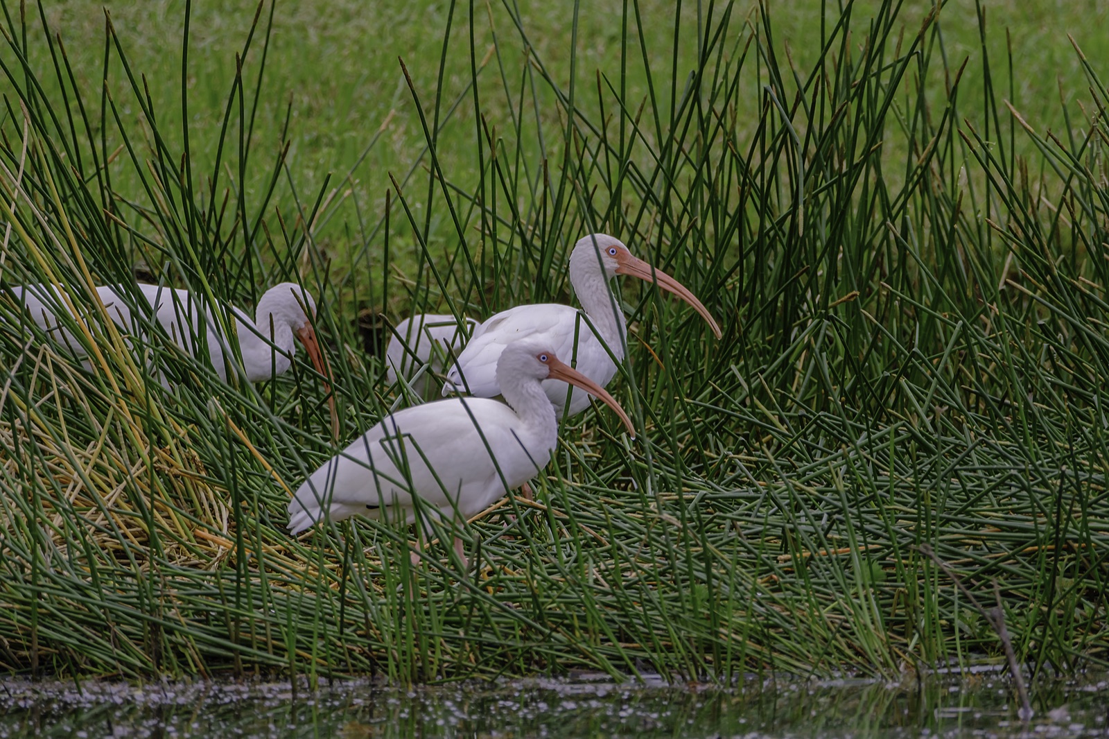 White Ibises among Tall Green Reeds, Tampa, Florida — fine art print