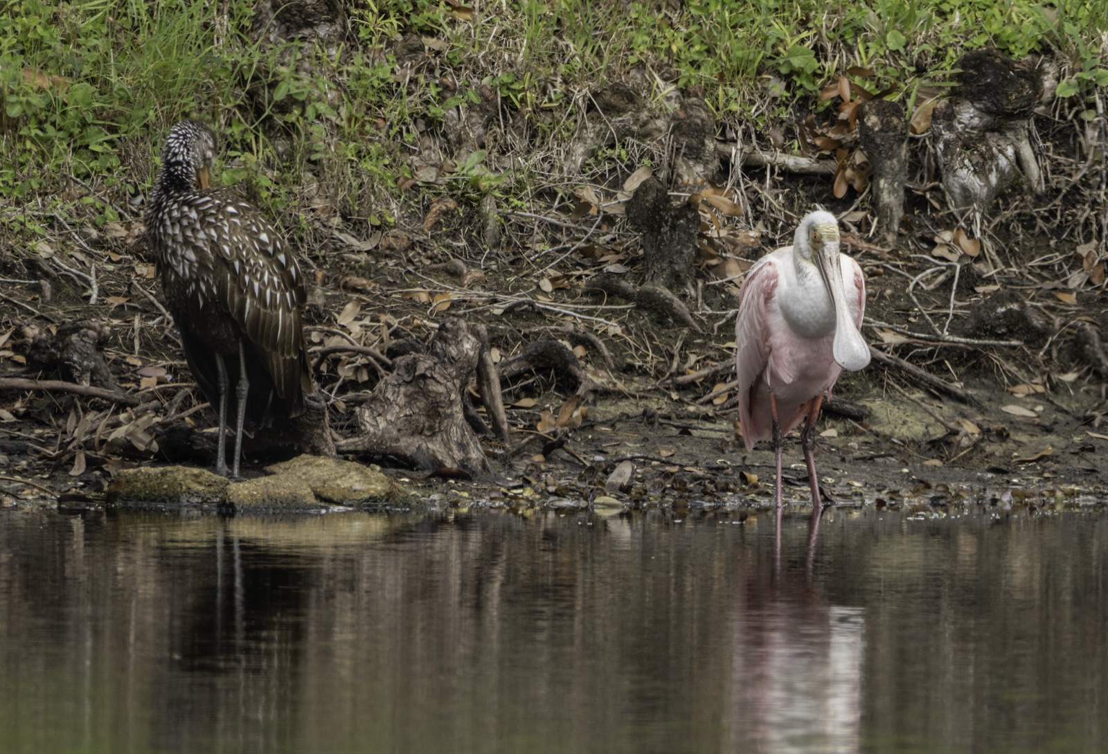 Limpkin and a Roseate Spoonbill at the Shore, Tampa, Florida — fine art print