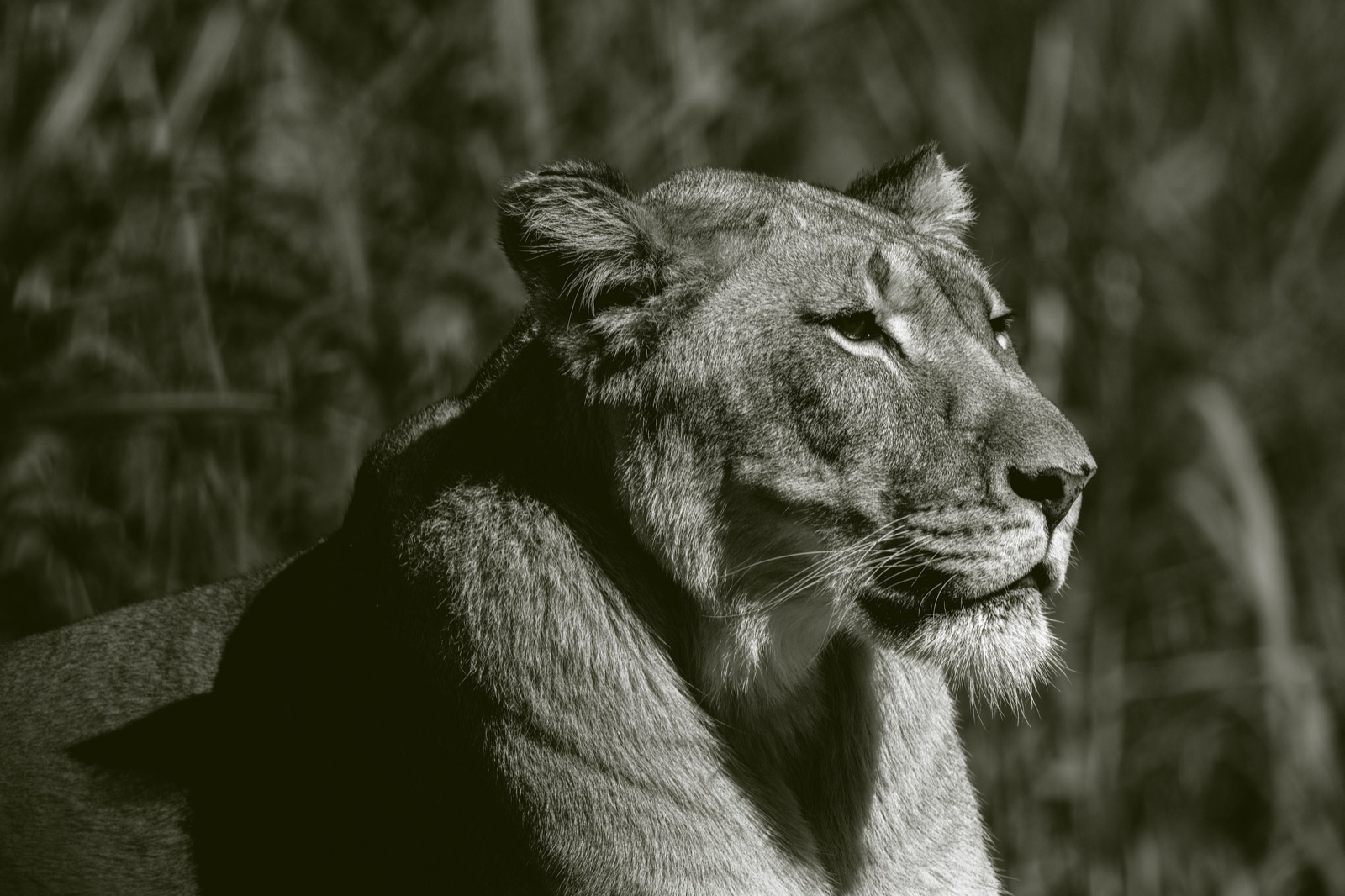 Lioness in Profile against Dark Reeds, Tampa, Florida — fine art print