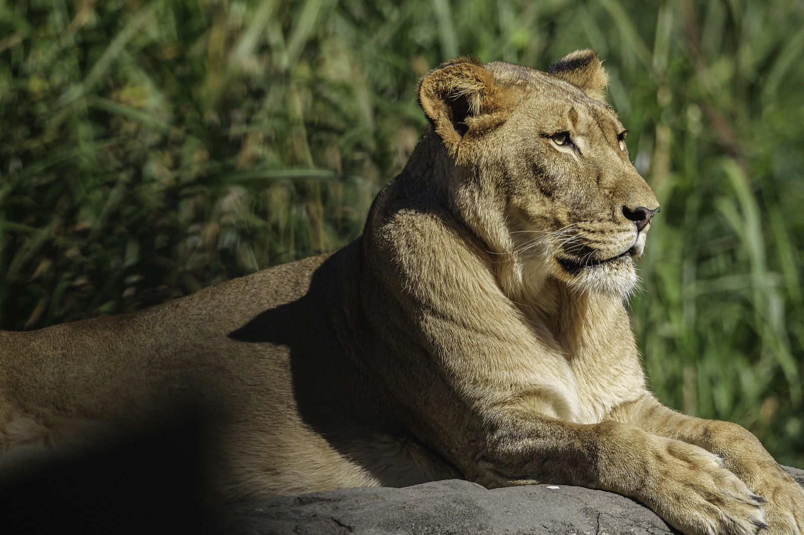 Lioness Resting on a Rock, Tampa, Florida — fine art print