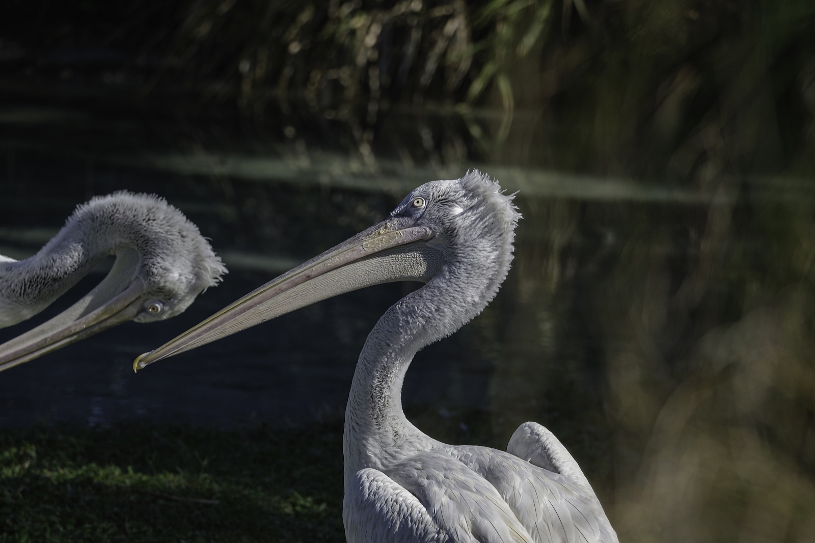 Two Pelicans beside Dark Water, Tampa, Florida — fine art print