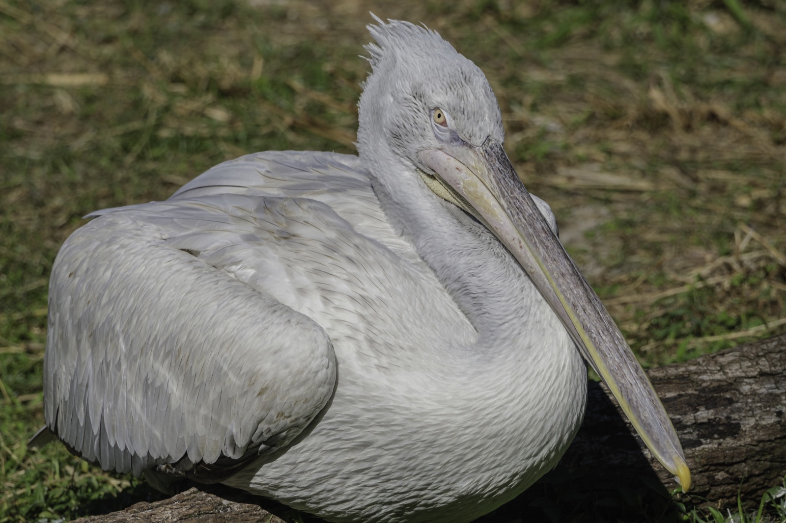Pelican Resting on a Fallen Log, Tampa, Florida — fine art print