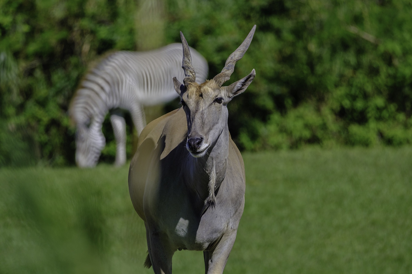 Eland with a Zebra Grazing Behind, Tampa, Florida — fine art print