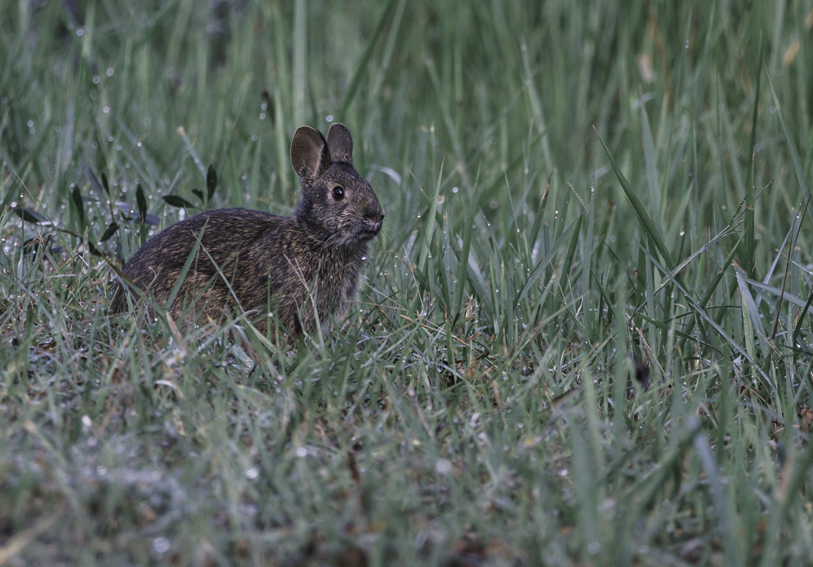 Rabbit Sitting in Dewy Grass, Tampa, Florida — fine art print