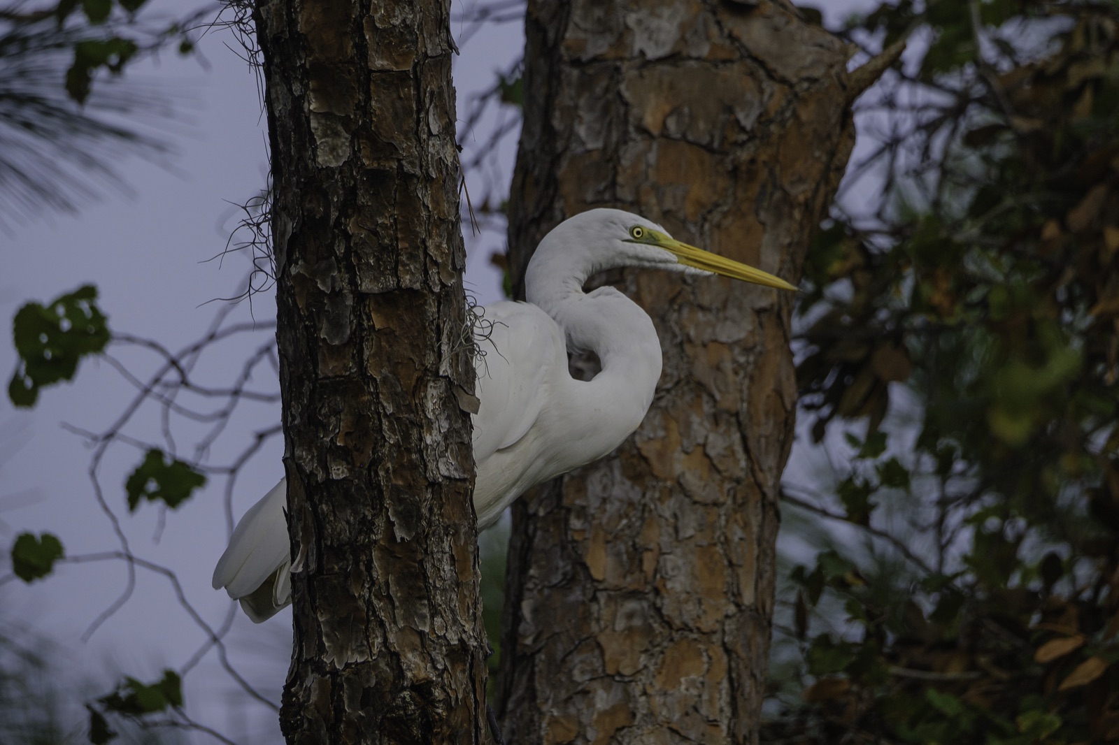 Great Egret on a Pine Trunk, Tampa, Florida — fine art print