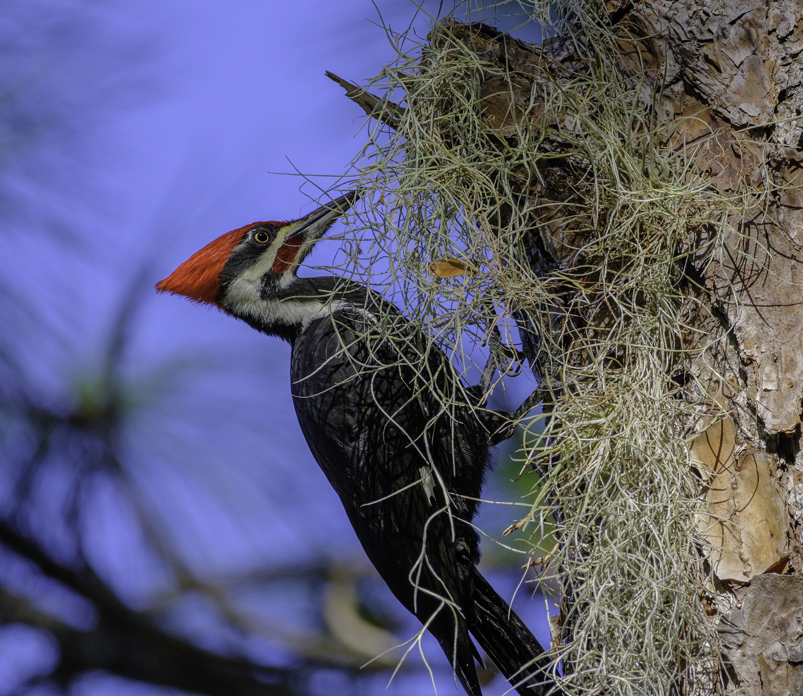 Pileated Woodpecker on Pine Bark with Spanish Moss, Tampa, Florida — fine art print