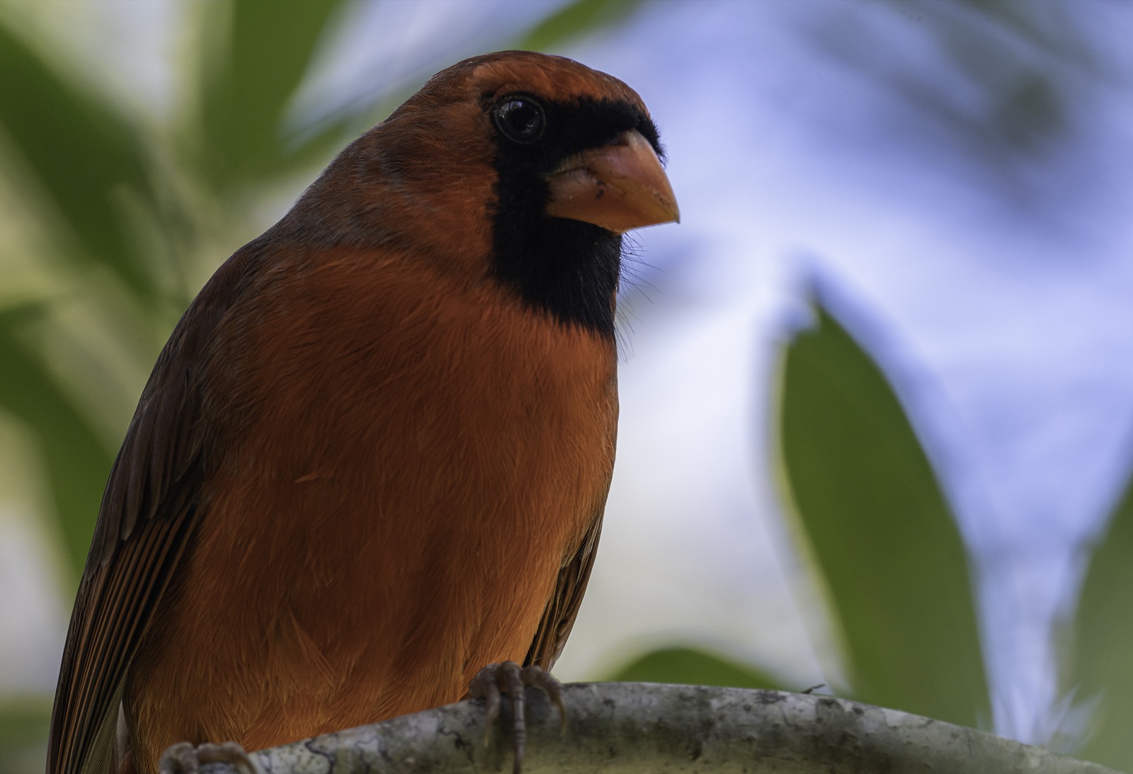 Northern Cardinal on a Branch in Soft Light, Tampa, Florida — fine art print