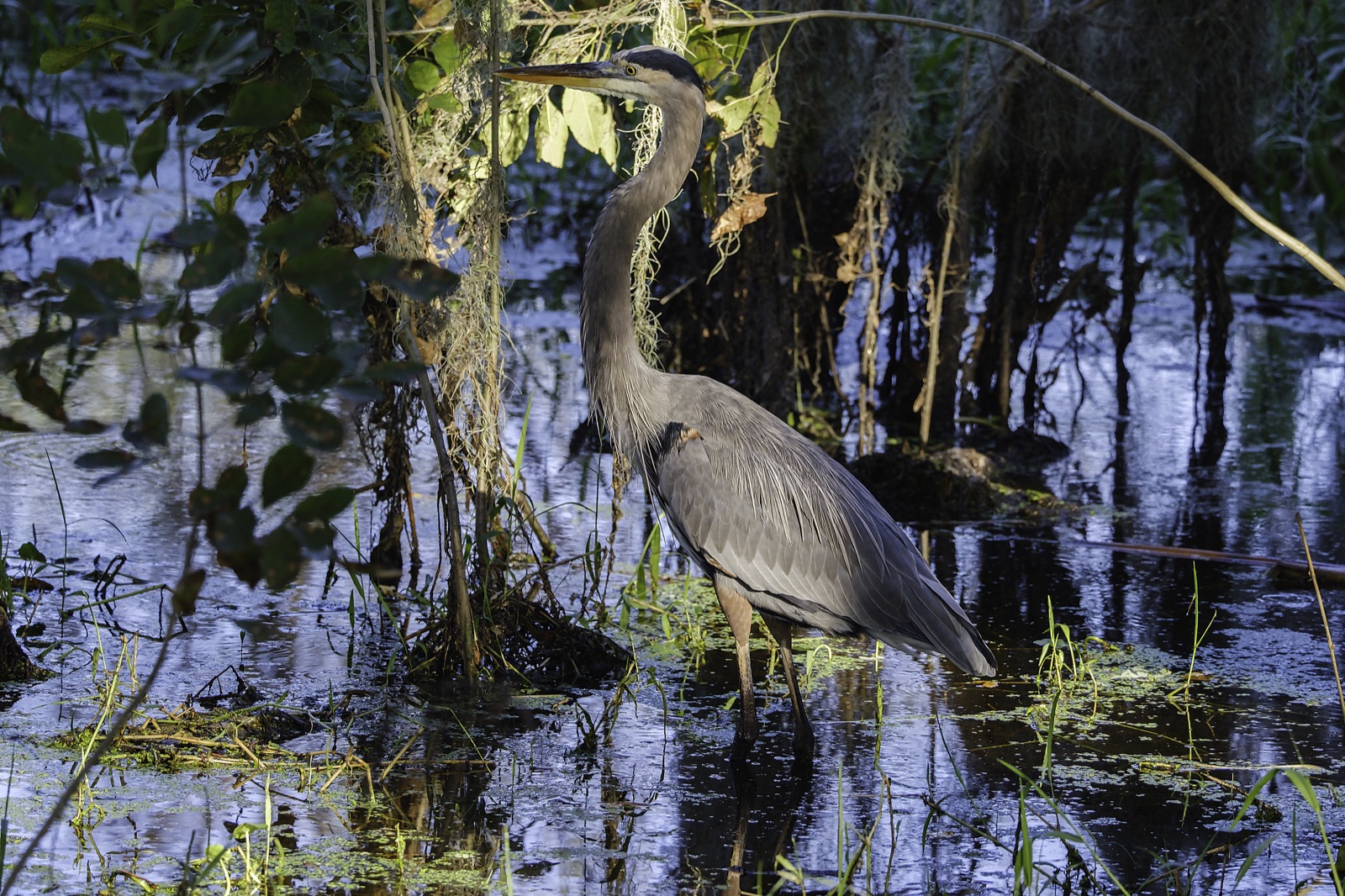 Great Blue Heron among Spanish Moss in Water, Tampa, Florida — fine art print