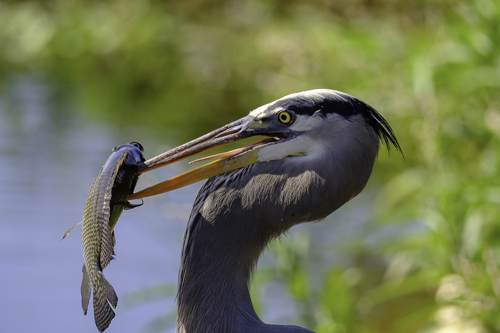 Great Blue Heron with a Fish in Soft Light, Tampa, Florida — fine art print