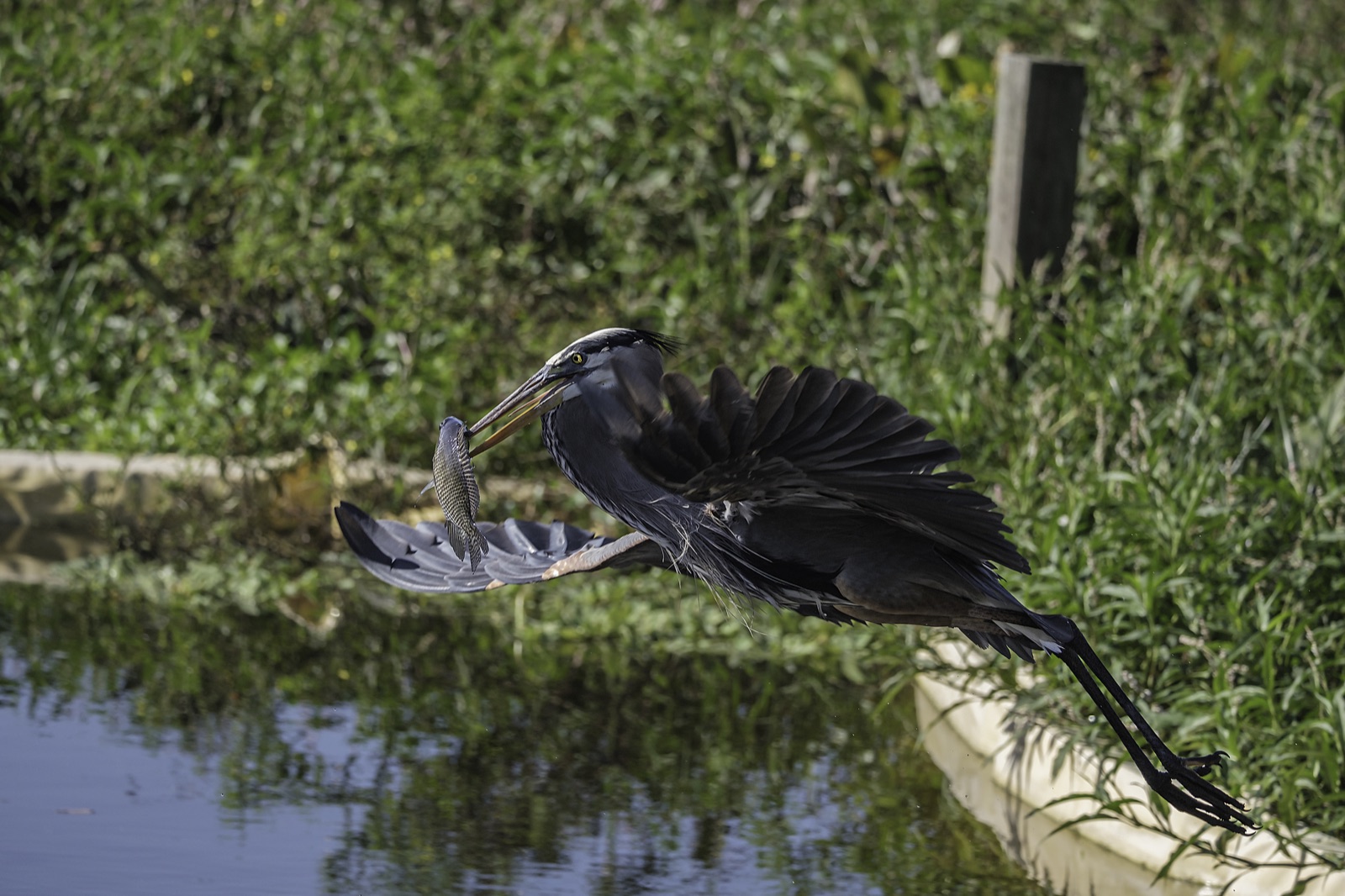 Great Blue Heron with a Fish over Water, Tampa, Florida — fine art print