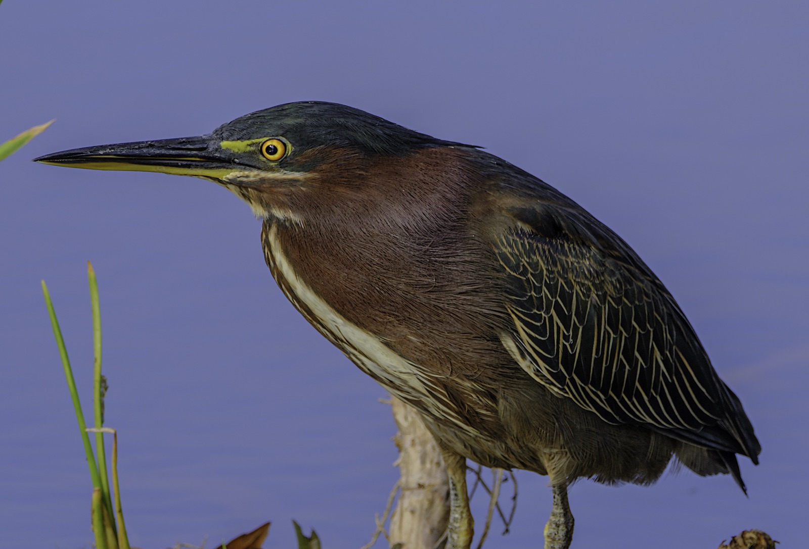 Green Heron on a Stub against Blue Water, Tampa, Florida — fine art print