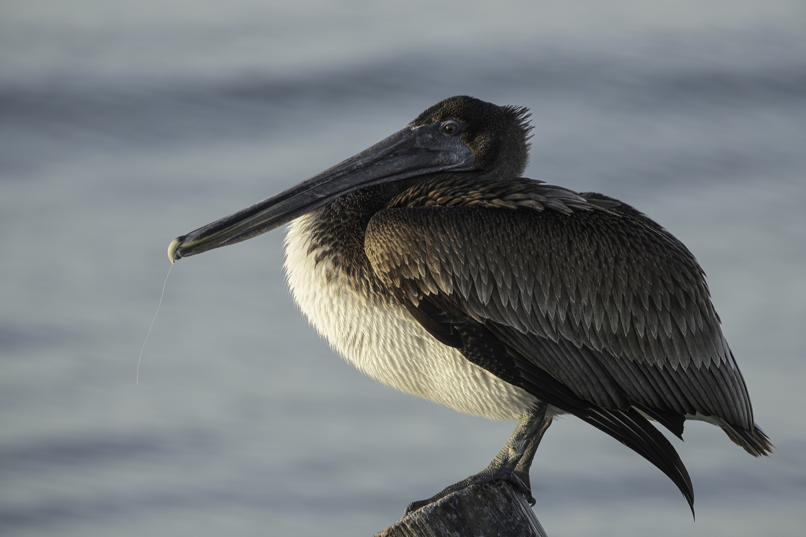 Brown Pelican on a Piling over Open Water, Tampa, Florida — fine art print