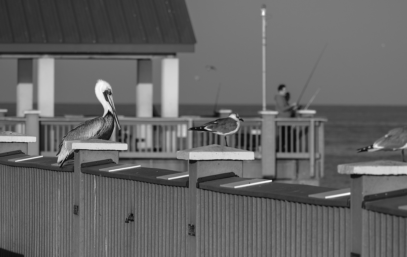 Brown Pelican and Gulls on a Pier, Tampa, Florida — fine art print