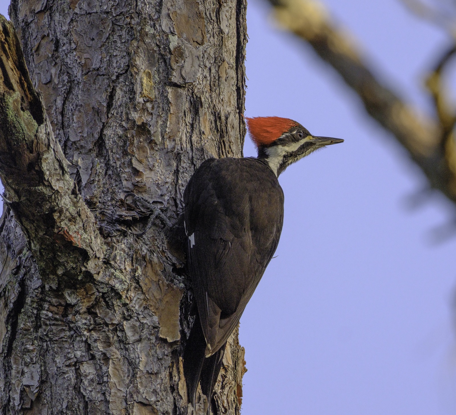 Pileated Woodpecker on a Pine Trunk, Tampa, Florida — fine art print