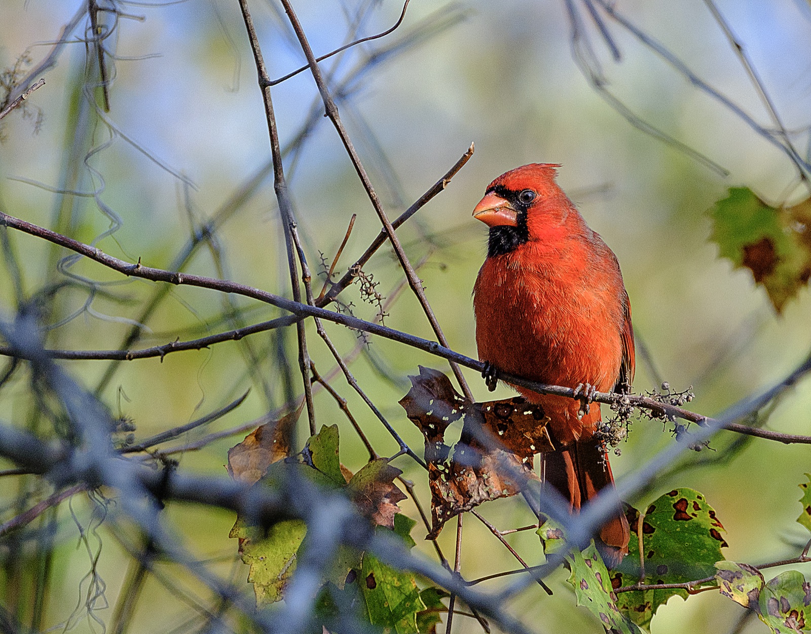 Northern Cardinal among Twigs and Leaves, Florida — fine art print