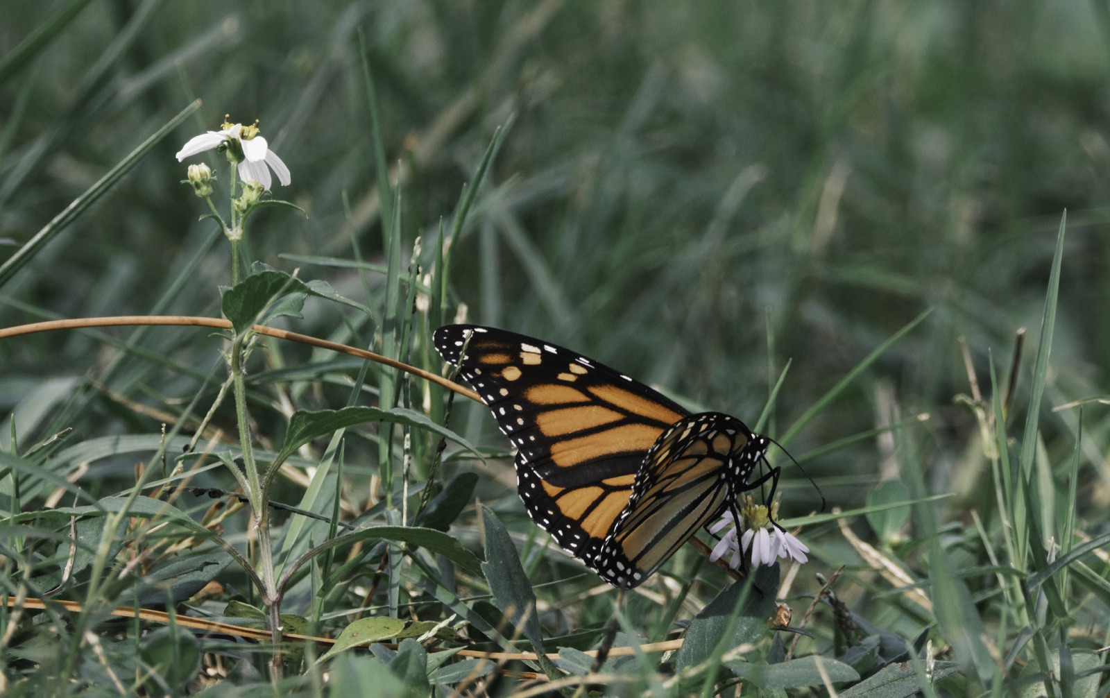 Monarch Butterfly on a Flower in Grass, Tampa, Florida — fine art print