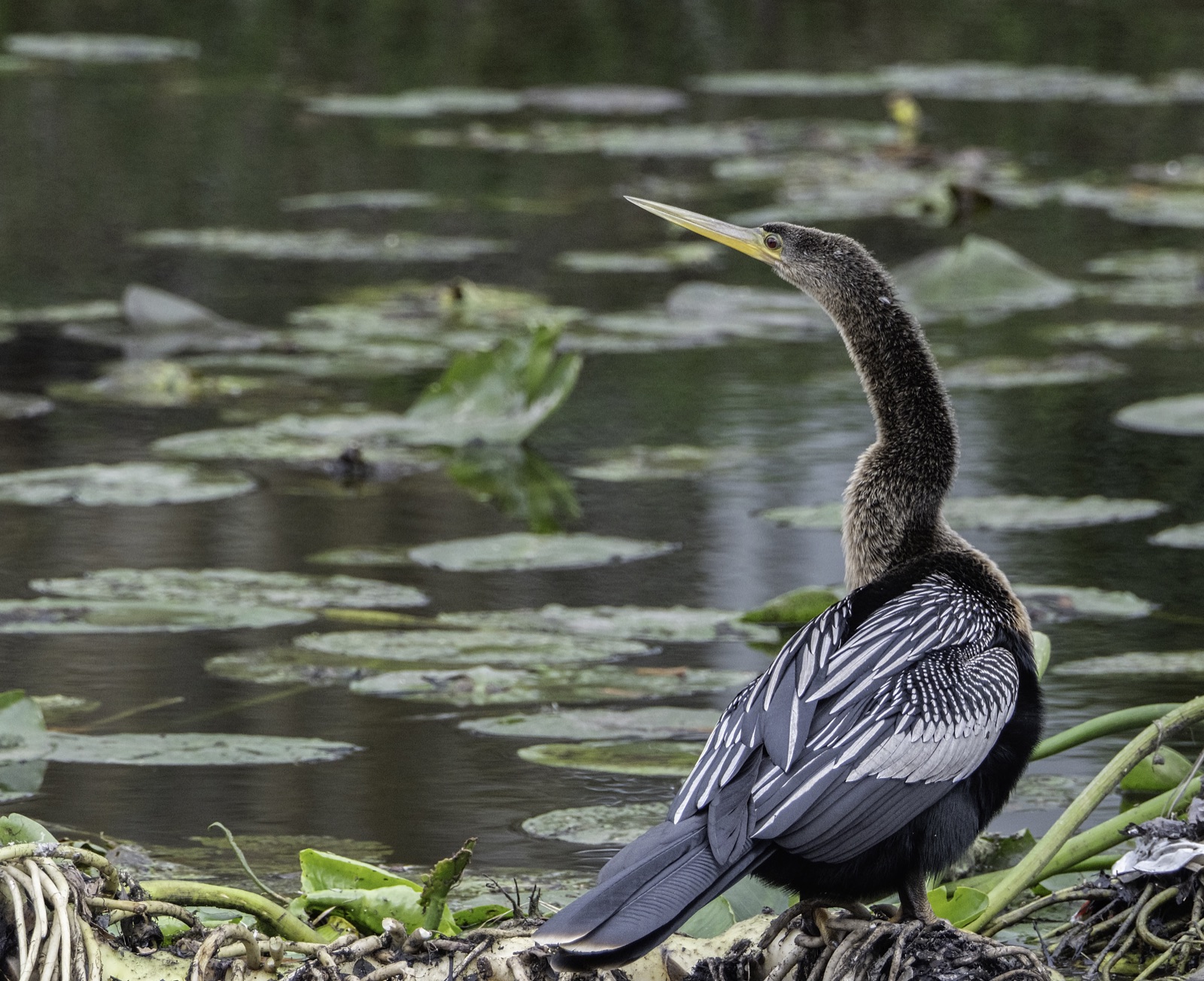 Anhinga on a Log among Lily Pads, Tampa, Florida — fine art print
