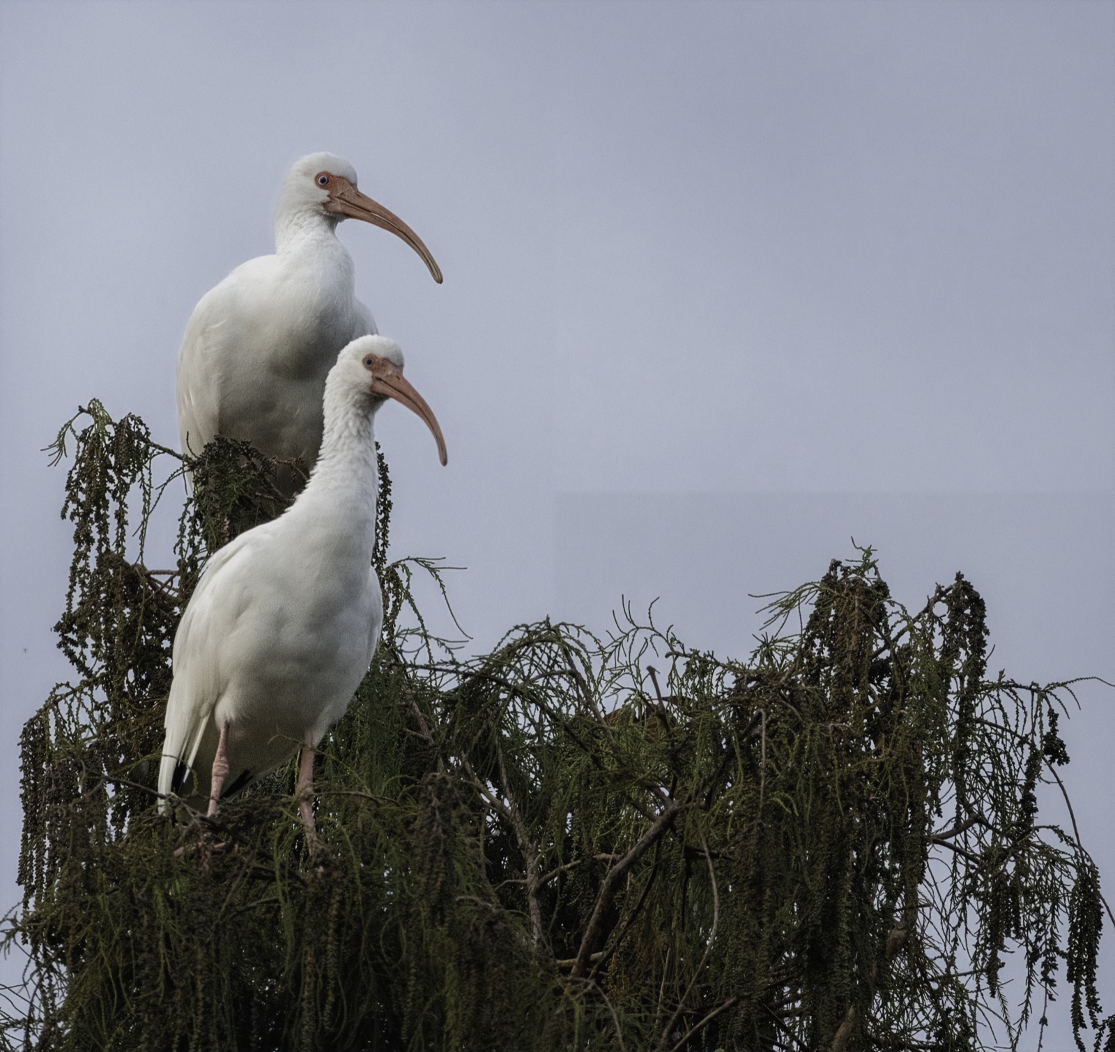 White Ibises in a Leafy Treetop, Tampa, Florida — fine art print