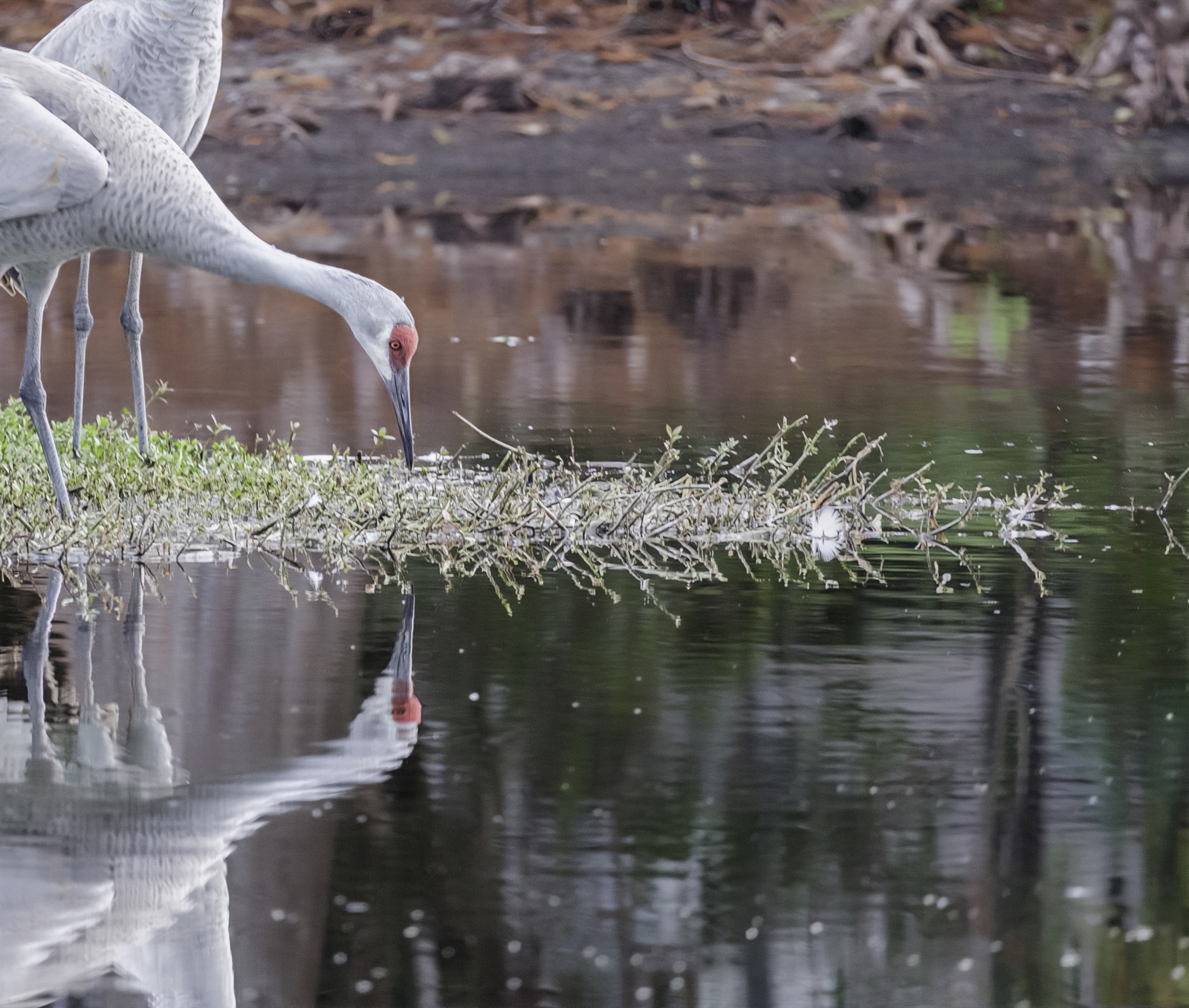 Sandhill Crane Leaning over Still Water, Tampa, Florida — fine art print