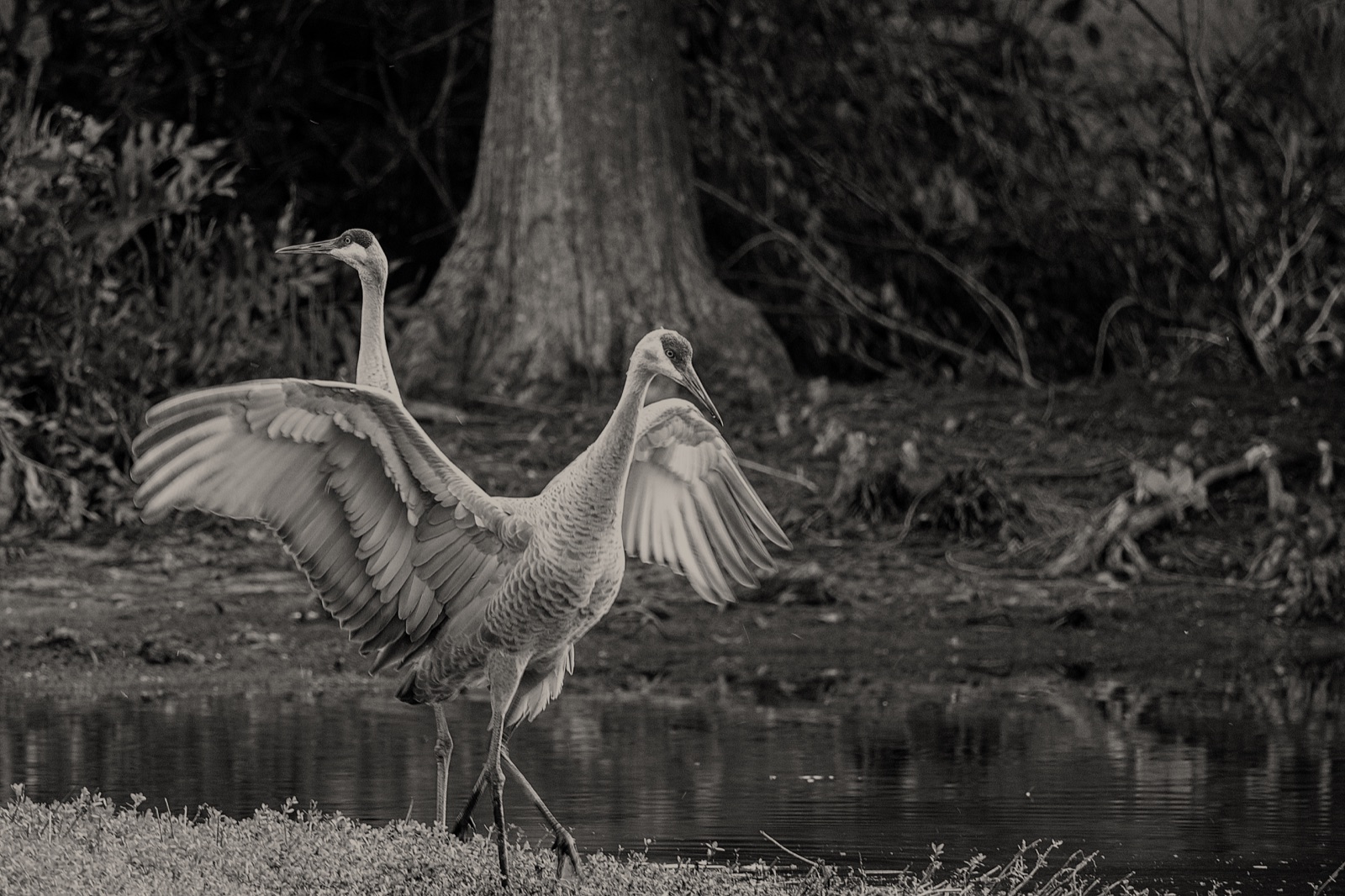 Sandhill Cranes with Wings Spread by Water, Tampa, Florida — fine art print