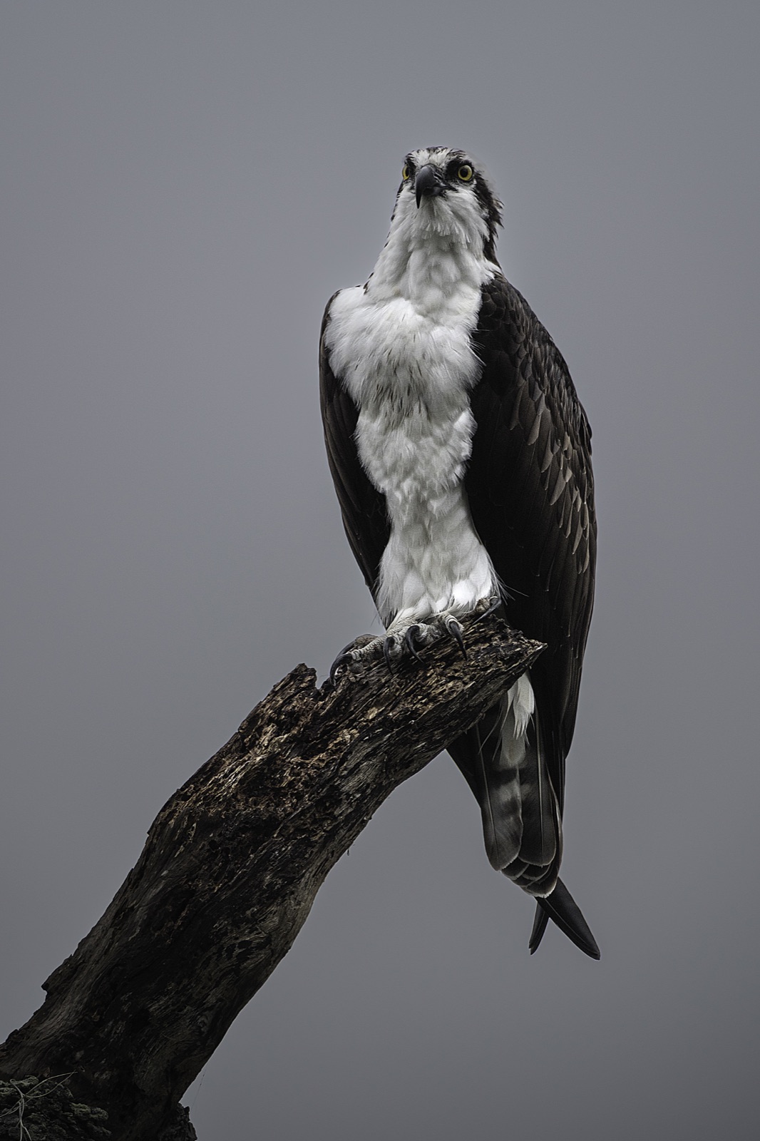 Osprey on a Thick Dead Branch, Tampa, Florida — fine art print