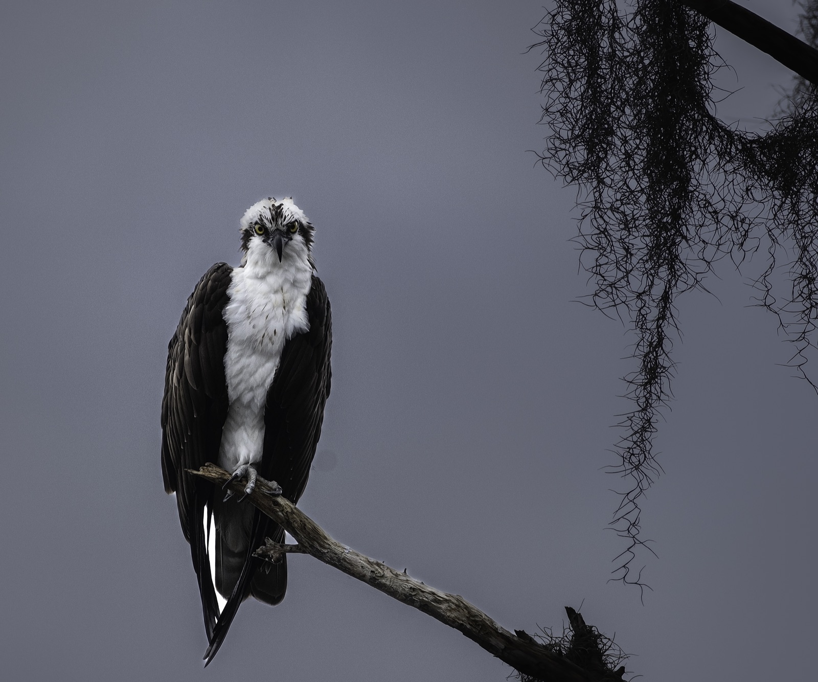 Osprey on a Branch against a Gray Sky, Tampa, Florida — fine art print