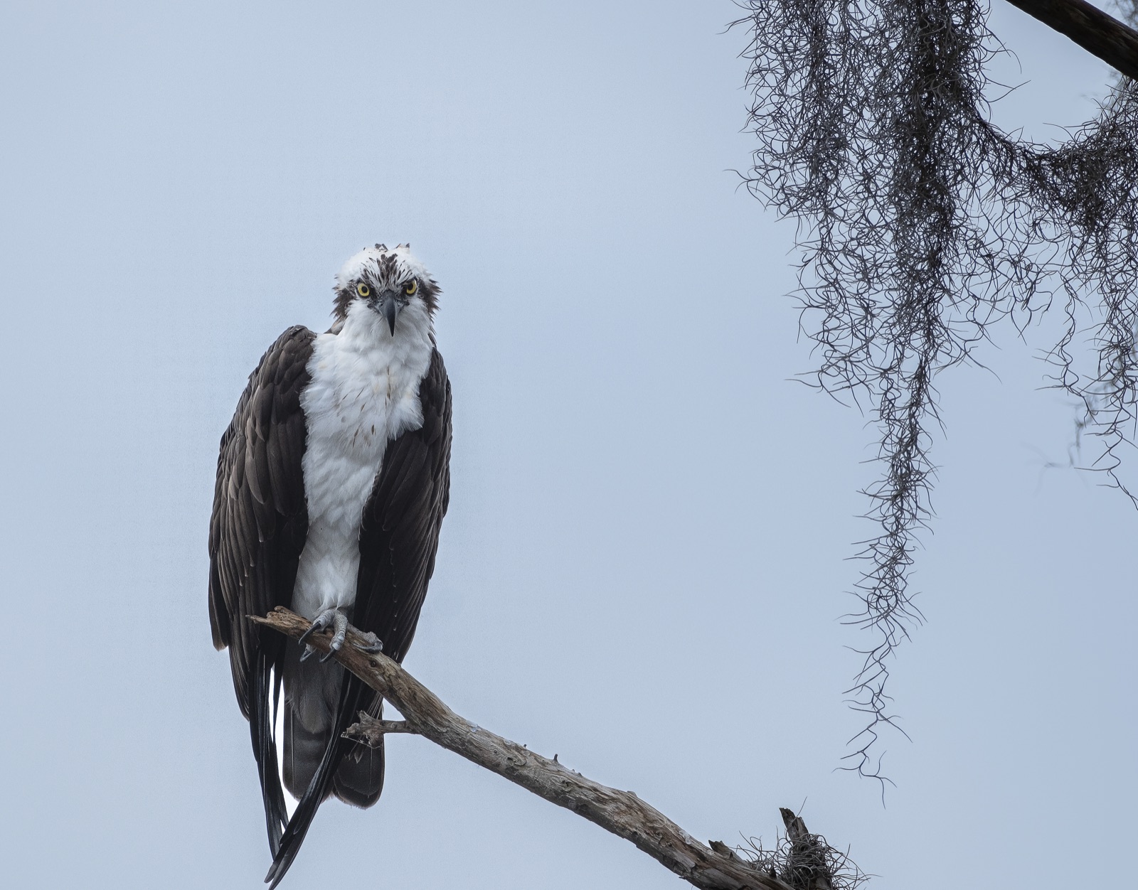 Osprey on a Limb beside Spanish Moss, Florida — fine art print
