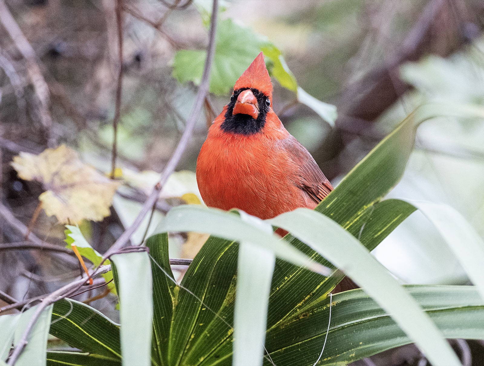Northern Cardinal among Palmetto Fronds, Florida — fine art print