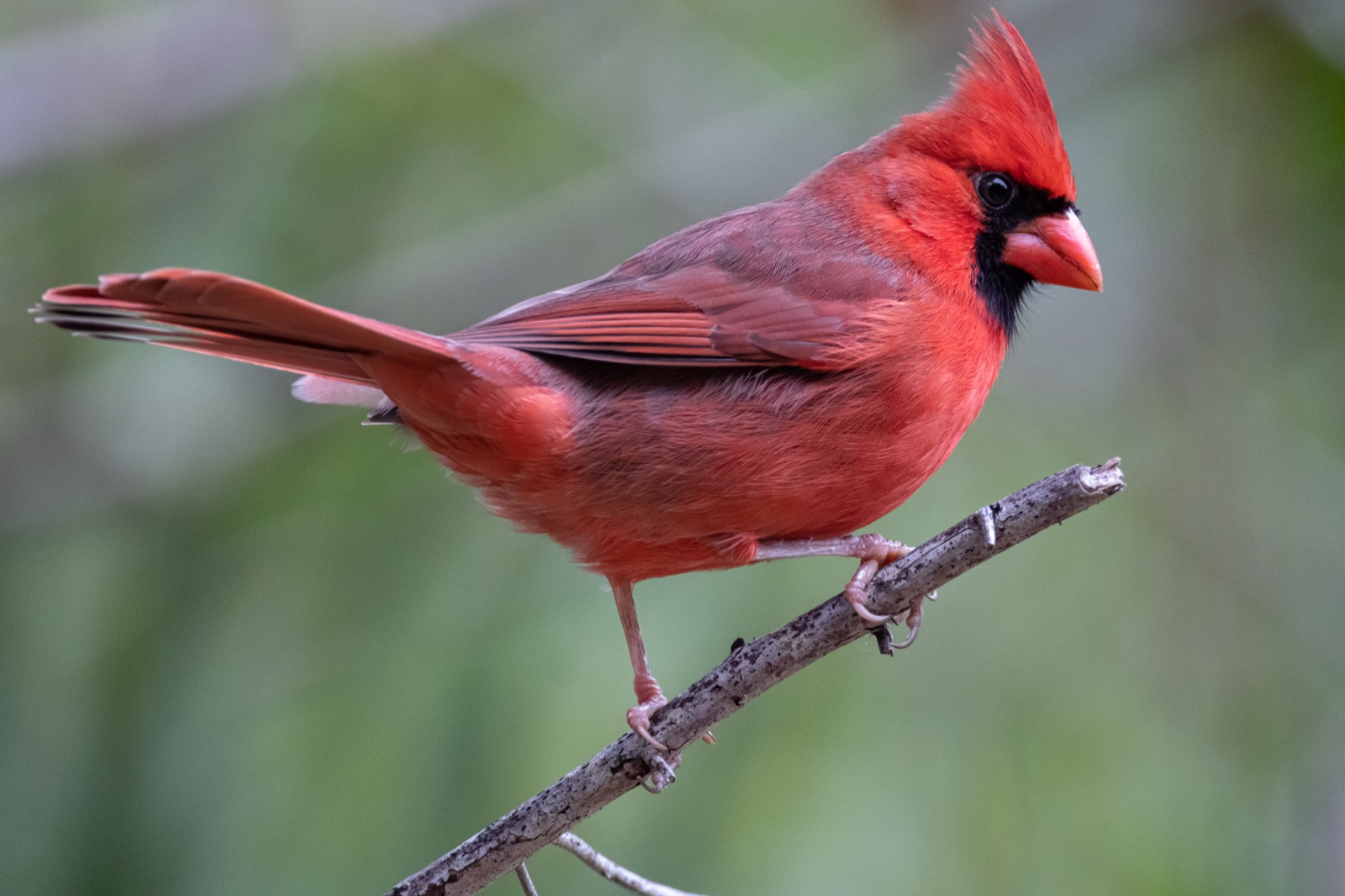 Male Northern Cardinal on a Bare Branch, Florida — fine art print