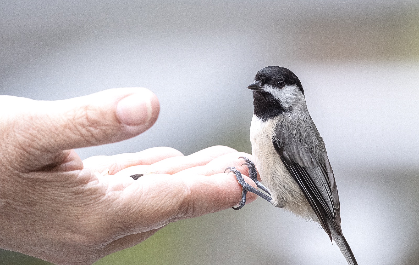 Chickadee Perched on an Open Hand, Florida — fine art print