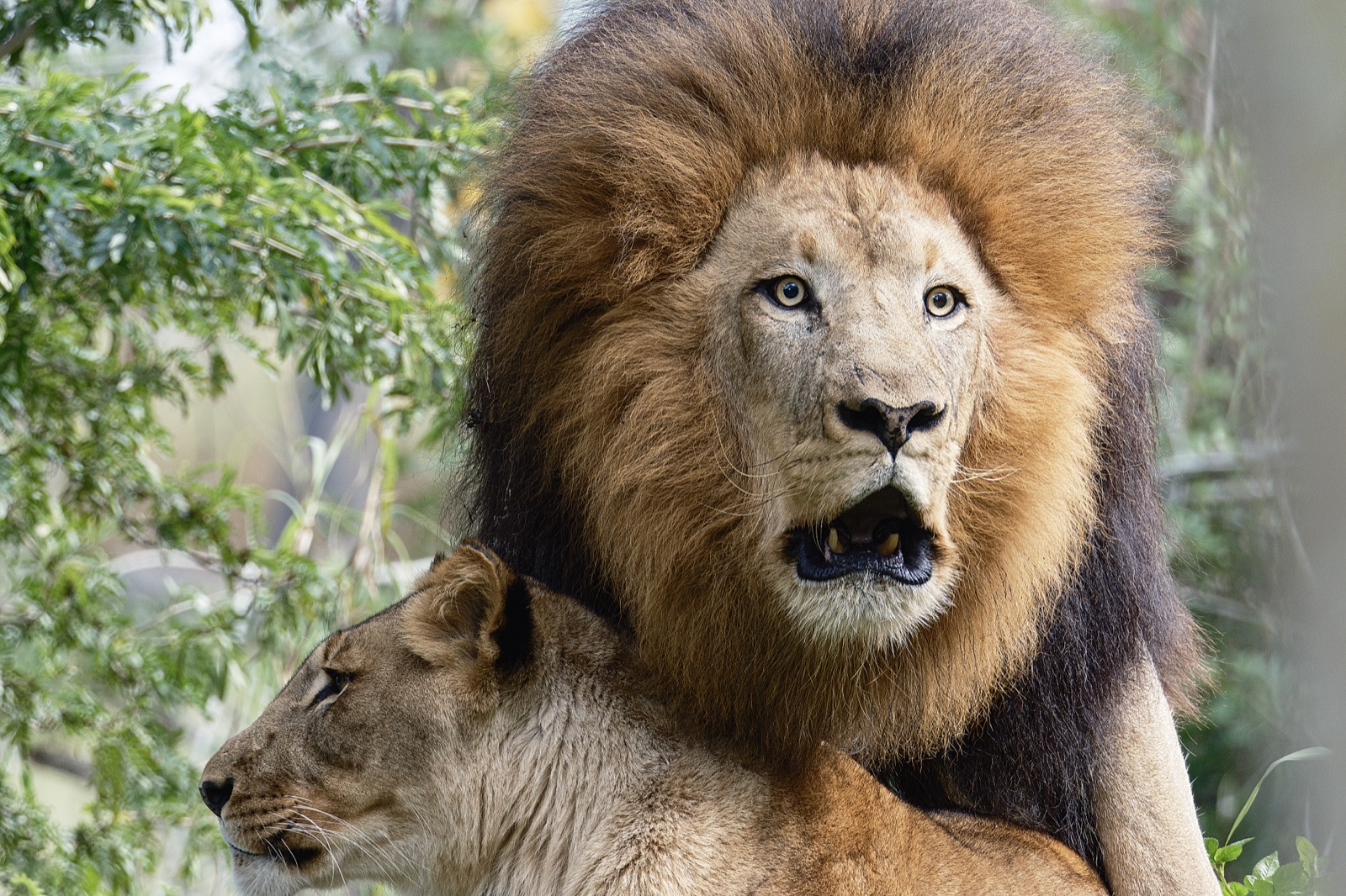 Lion and Lioness among Green Leaves, Florida — fine art print