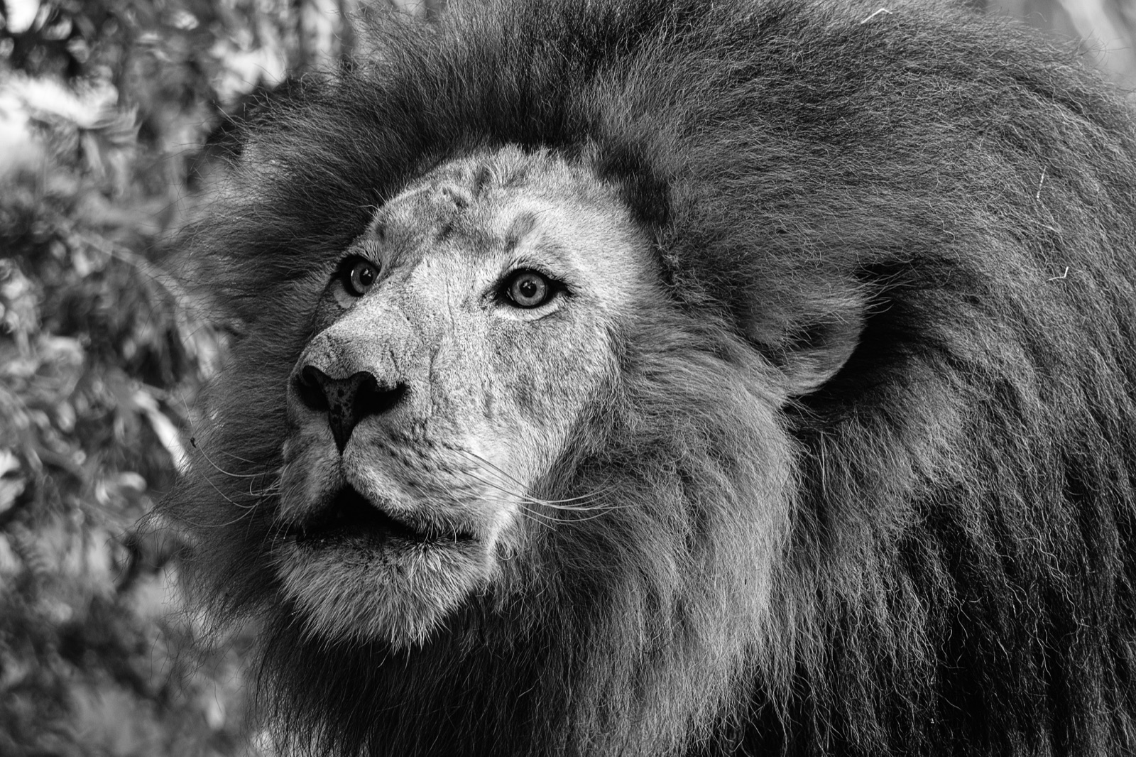 Maned Lion Looking Up among Leaves, Tampa, Florida — fine art print