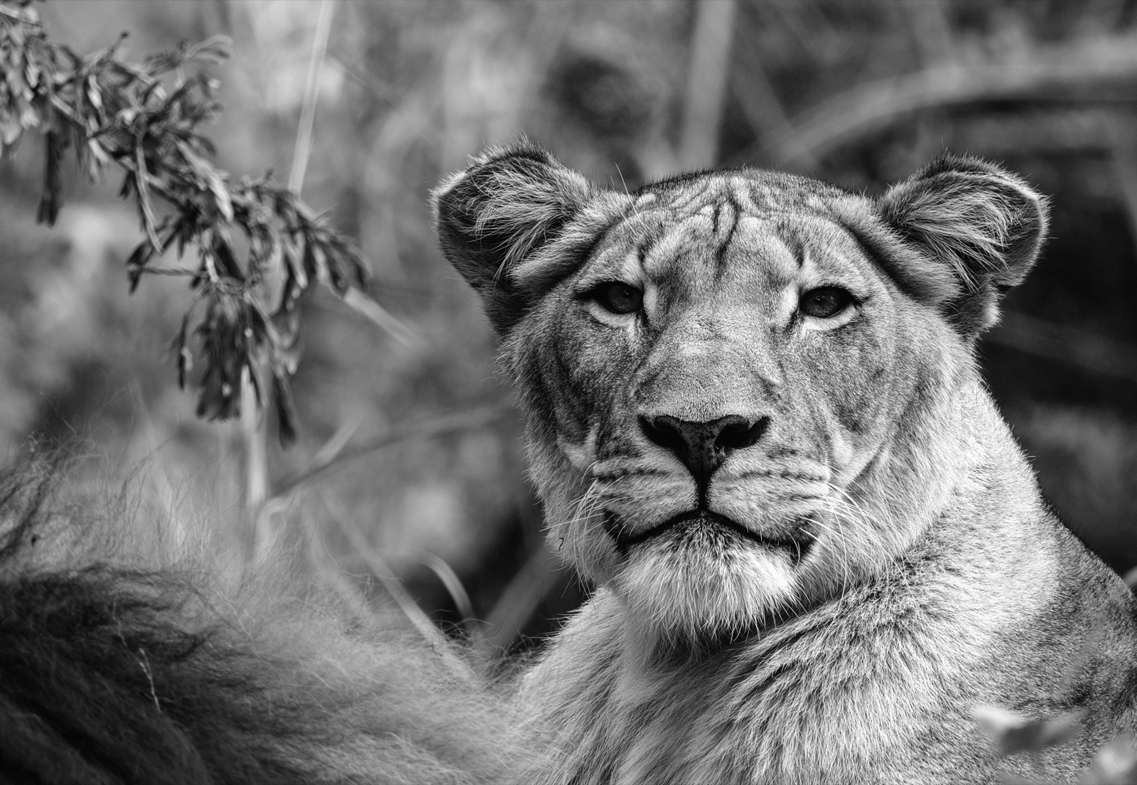 Lioness Face among Soft Leaves, Tampa, Florida — fine art print