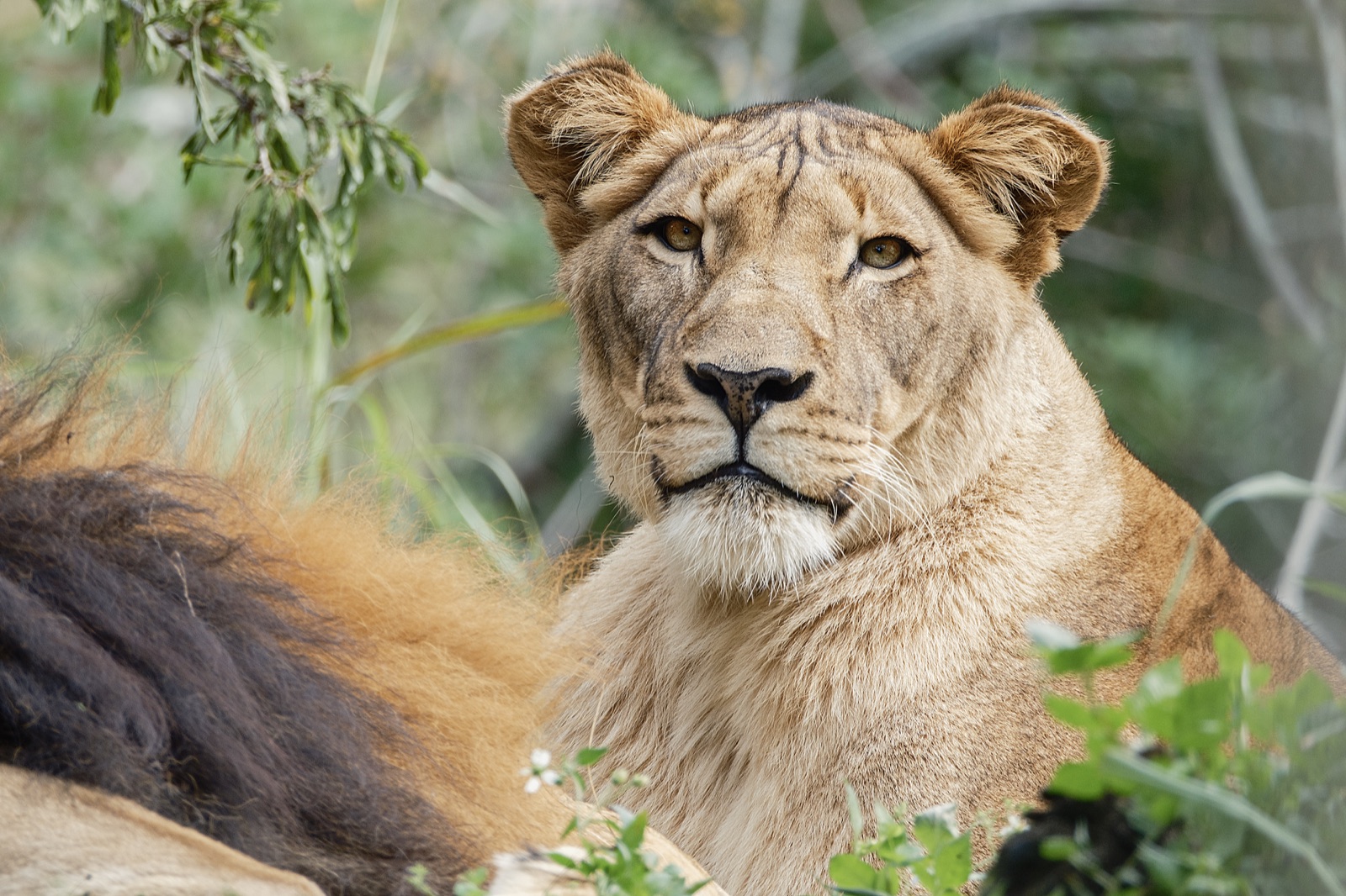 Lioness beside a Resting Lion, Florida — fine art print