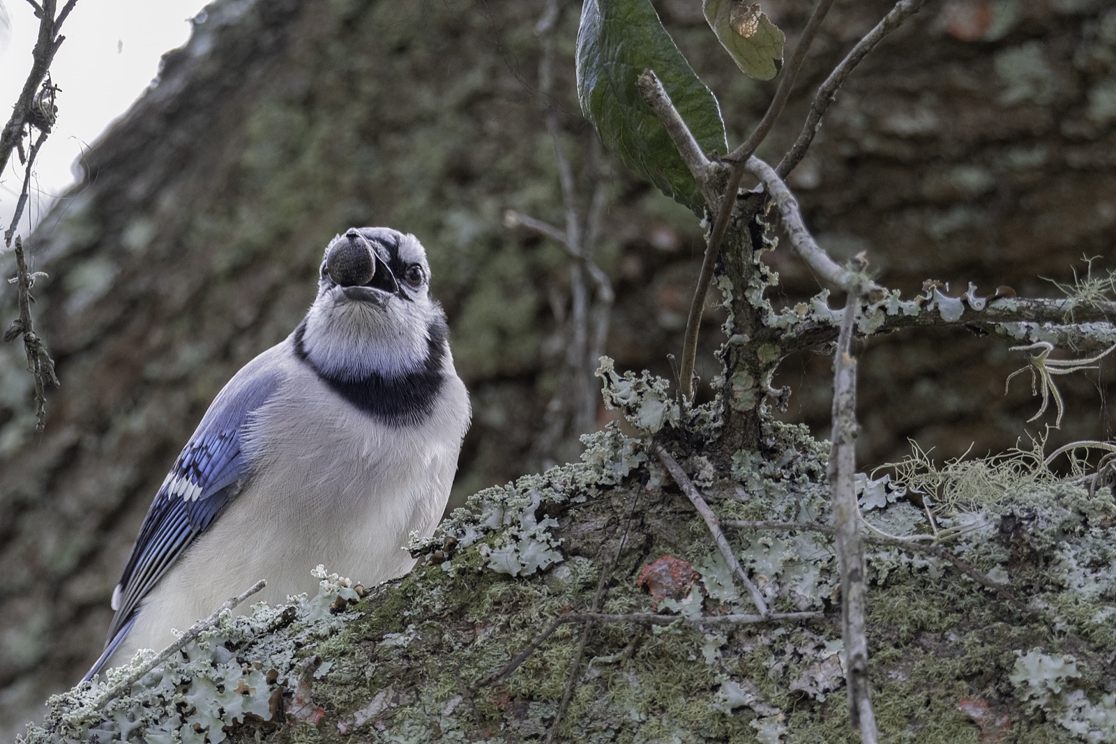 Blue Jay with an Acorn on a Lichen Branch, Tampa, Florida — fine art print