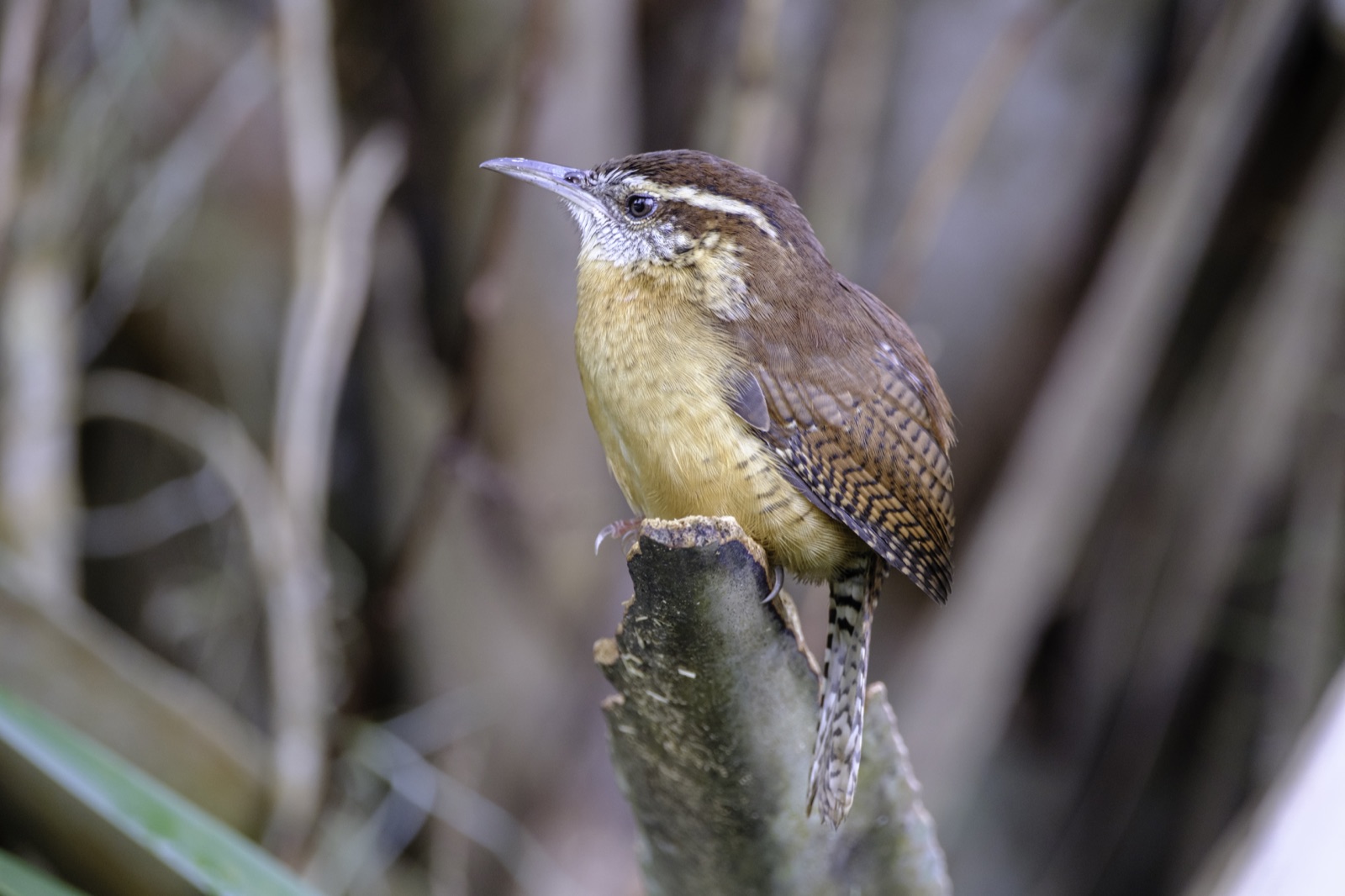 Carolina Wren on a Stump beside Palmetto, Tampa, Florida — fine art print