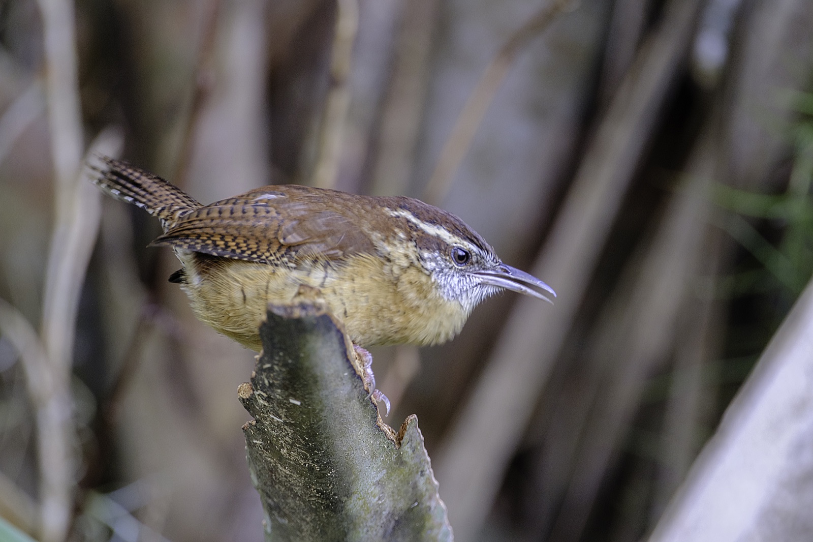 Carolina Wren Singing on a Broken Stump, Tampa, Florida — fine art print