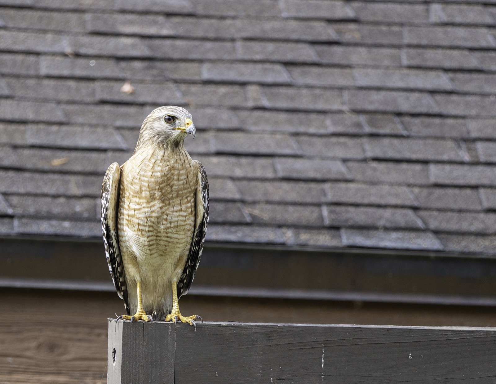 Hawk on a Fence under a Shingle Roof, Tampa, Florida — fine art print