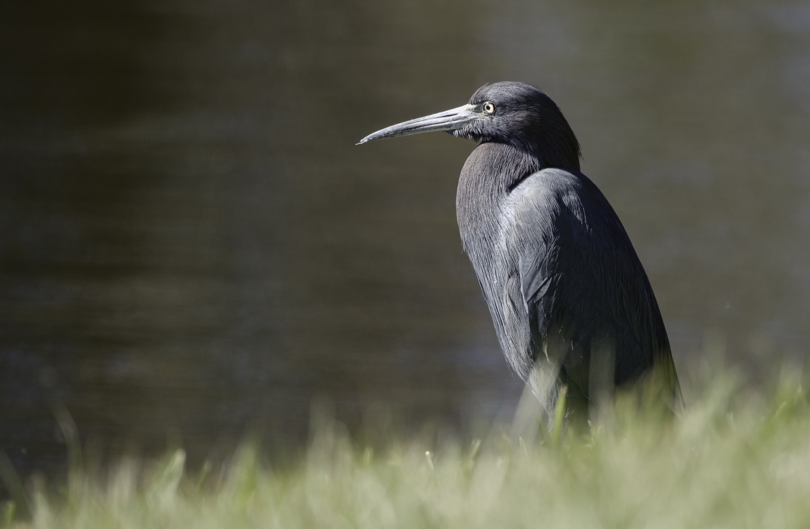 Dark Heron in Grass beside Still Water, Tampa, Florida — fine art print