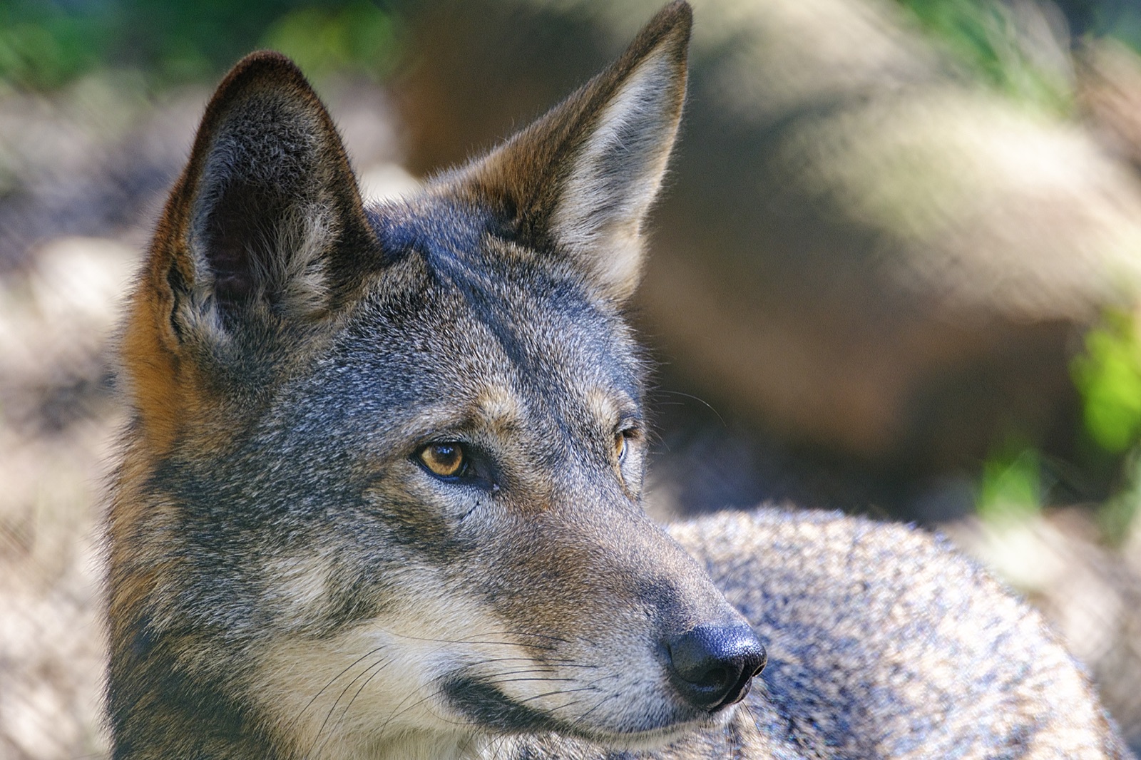Coyote behind a Wire Fence, Florida — fine art print