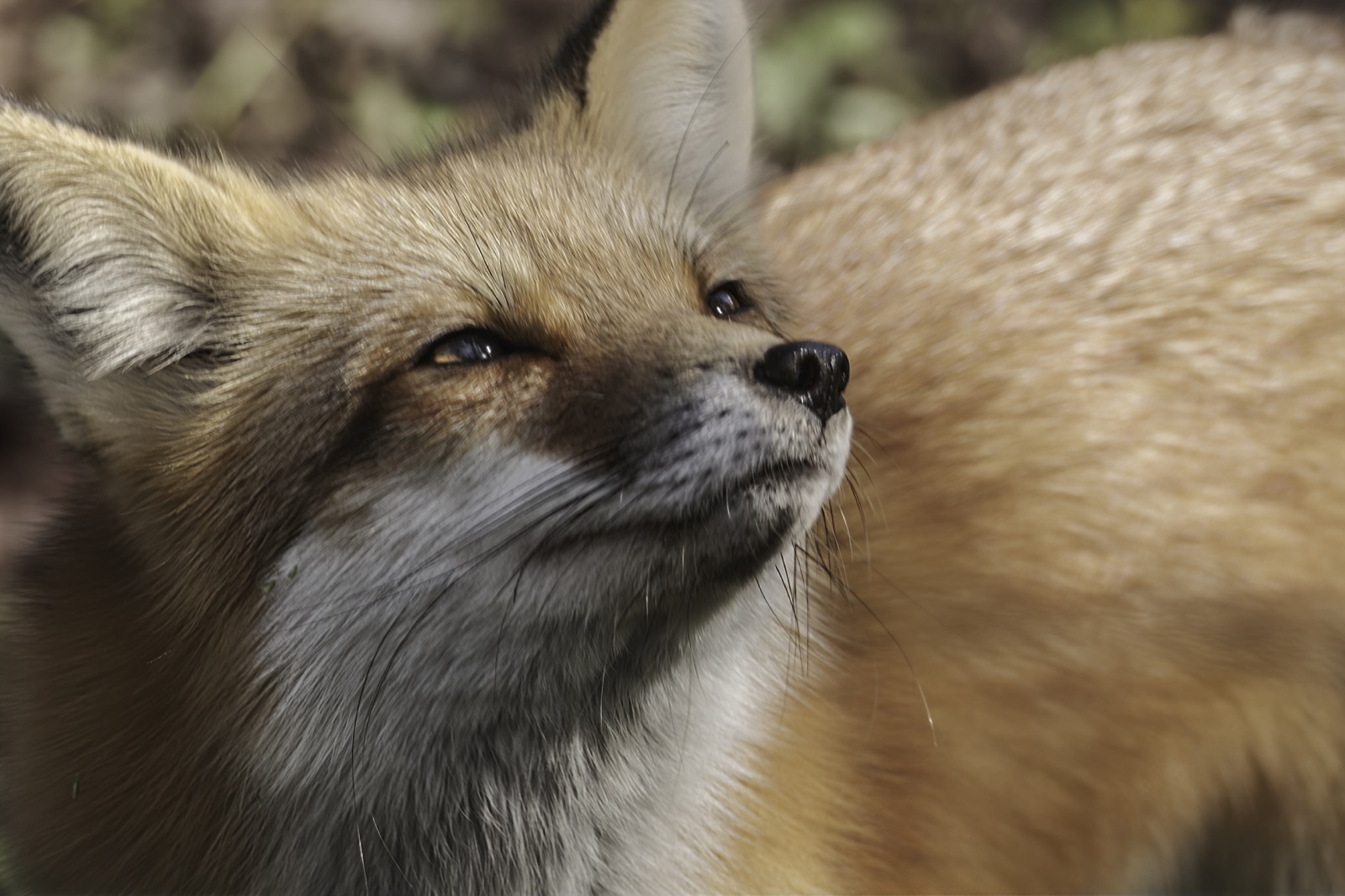 Red Fox Face in Soft Light, Tampa, Florida — fine art print