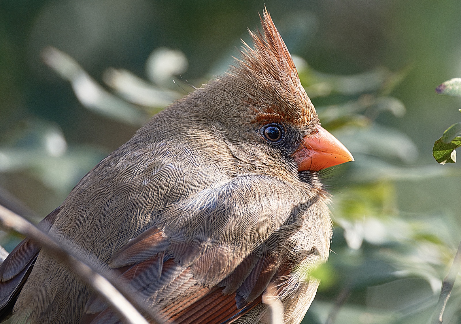 Female Northern Cardinal against a Soft Background, Florida — fine art print