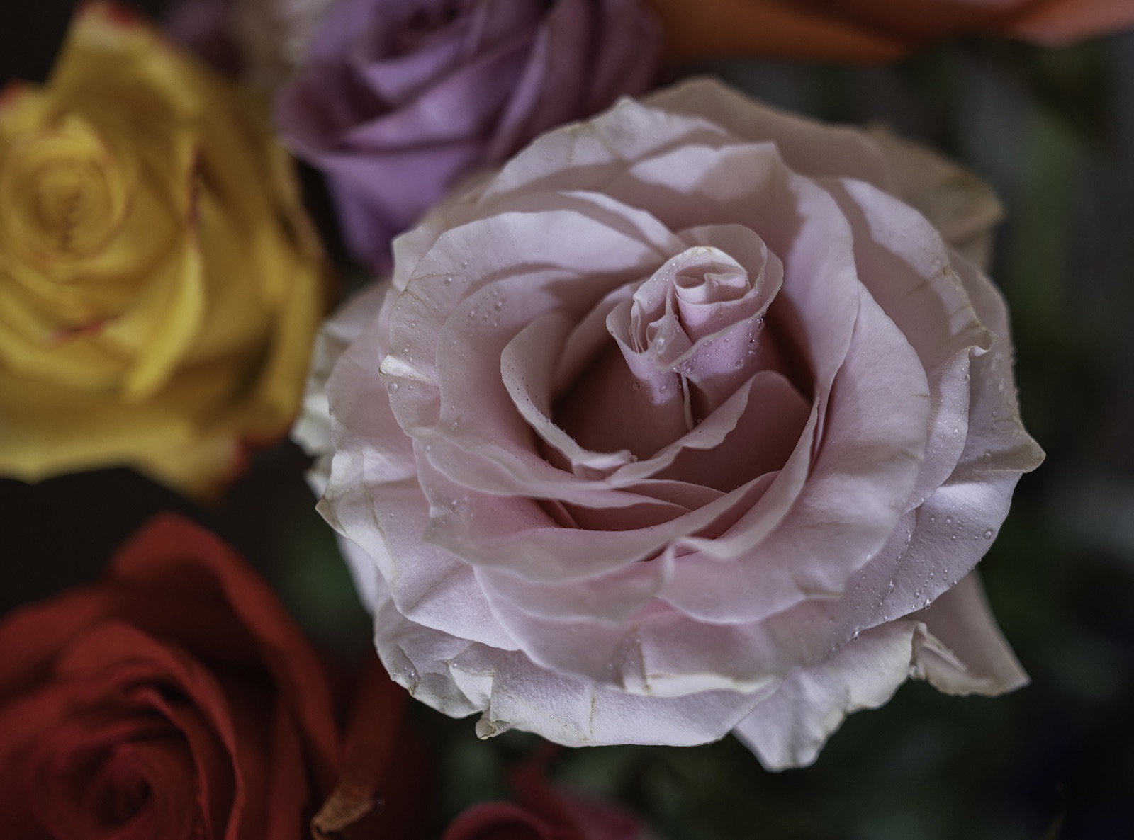 Pale Rose Covered in Water Droplets, Tampa, Florida — fine art print
