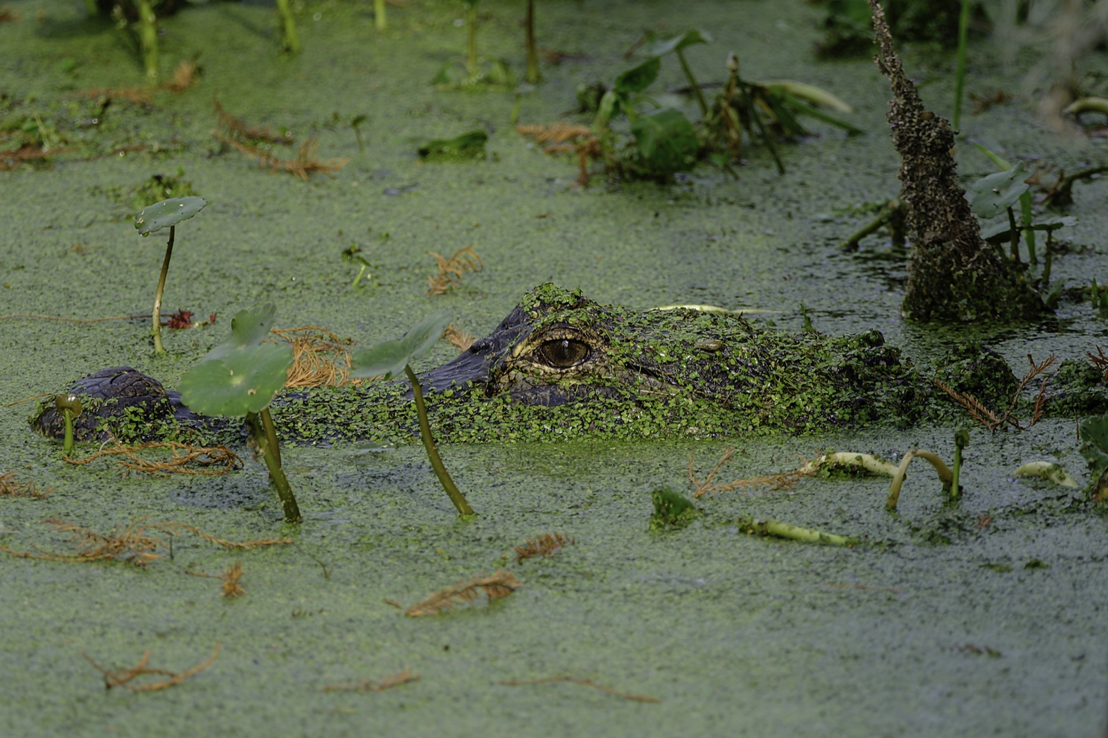 Alligator in a Blanket of Duckweed, Tampa, Florida — fine art print