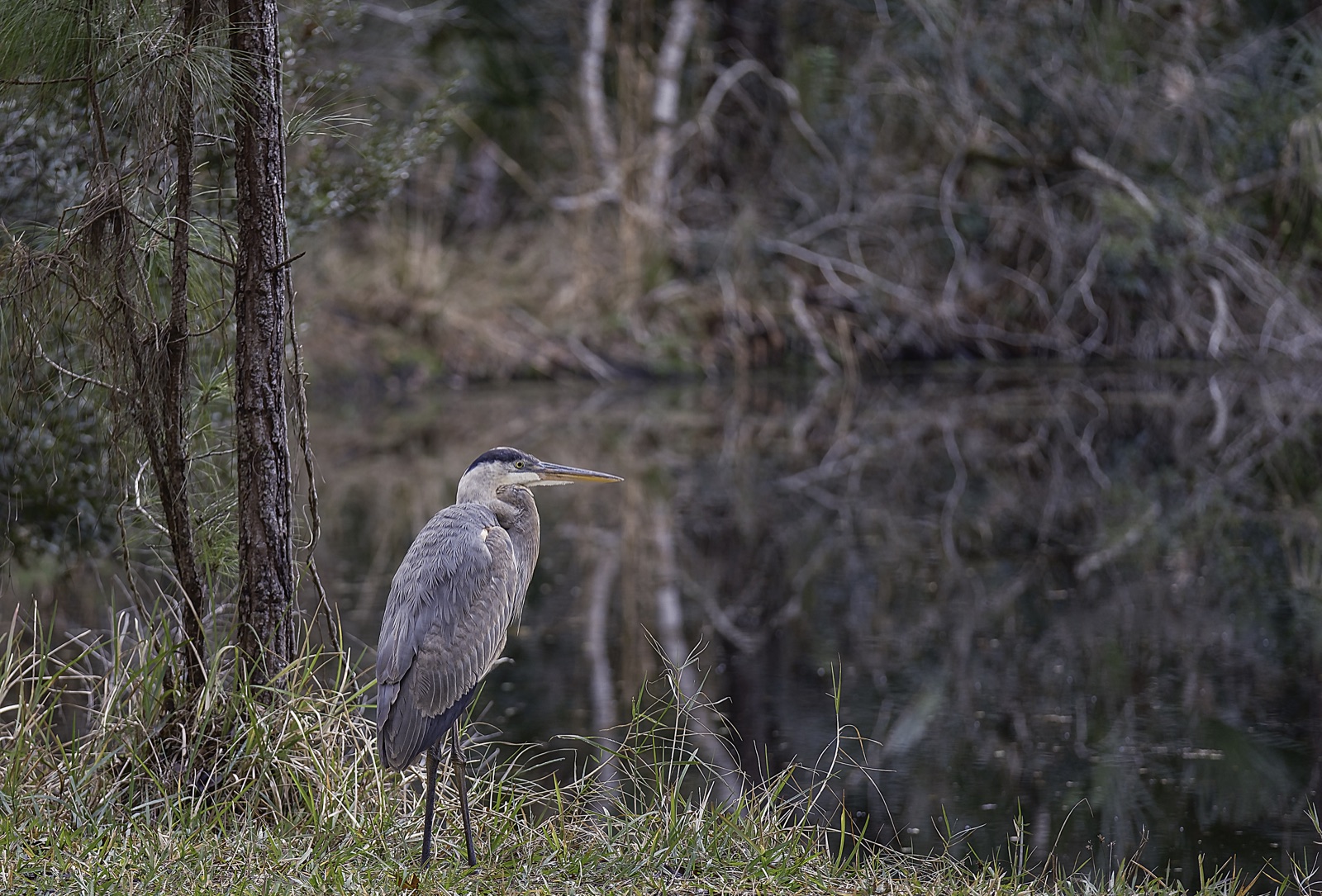 Great Blue Heron beside a Pine Trunk, Tampa, Florida — fine art print