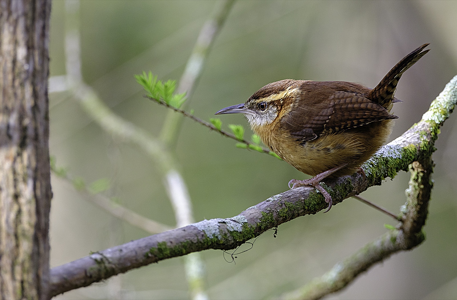 Carolina Wren on a Mossy Branch, Florida — fine art print