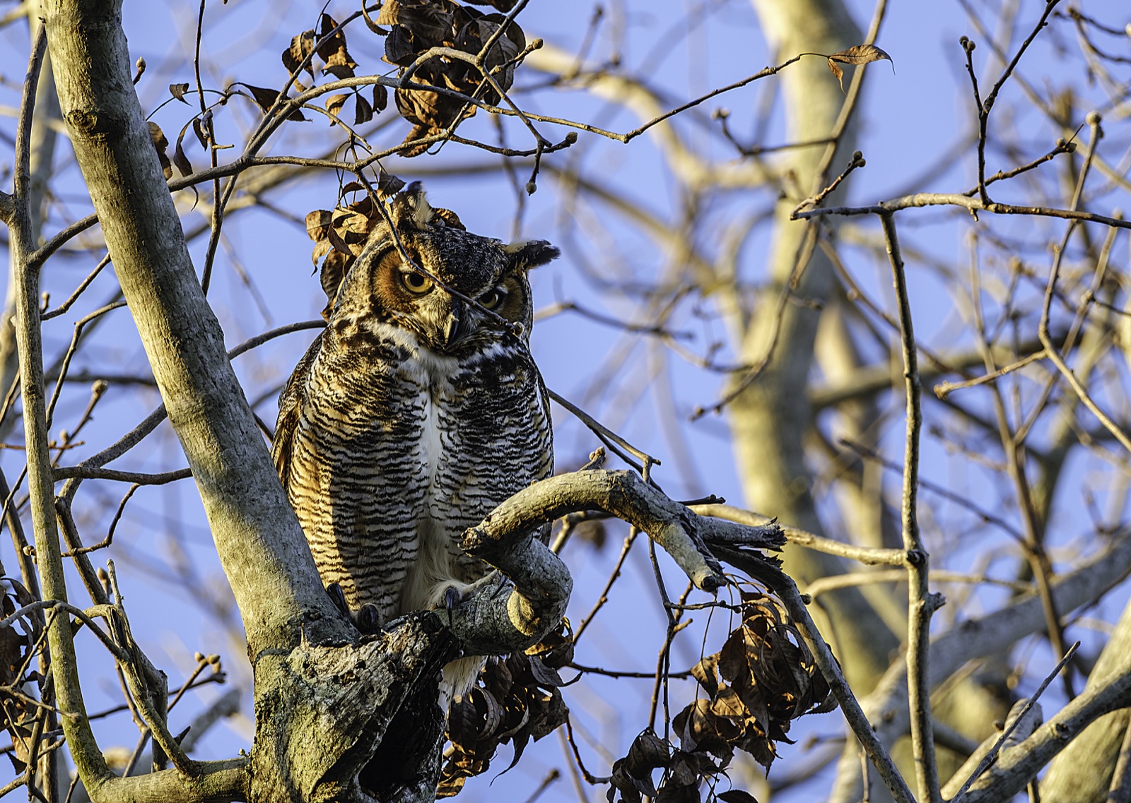 Great Horned Owl against a Blue Sky, Florida — fine art print