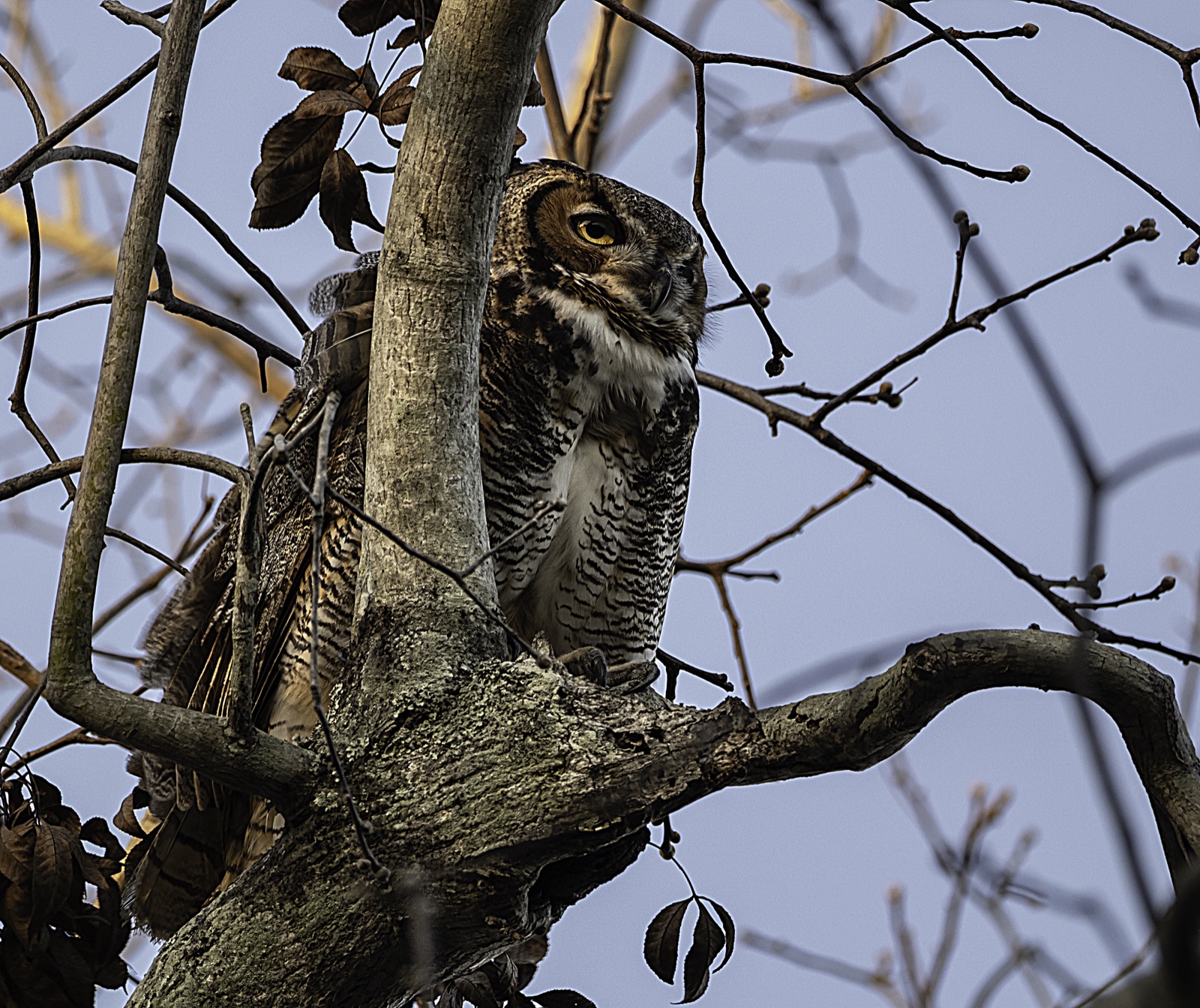 Great Horned Owl beside a Trunk, Florida — fine art print