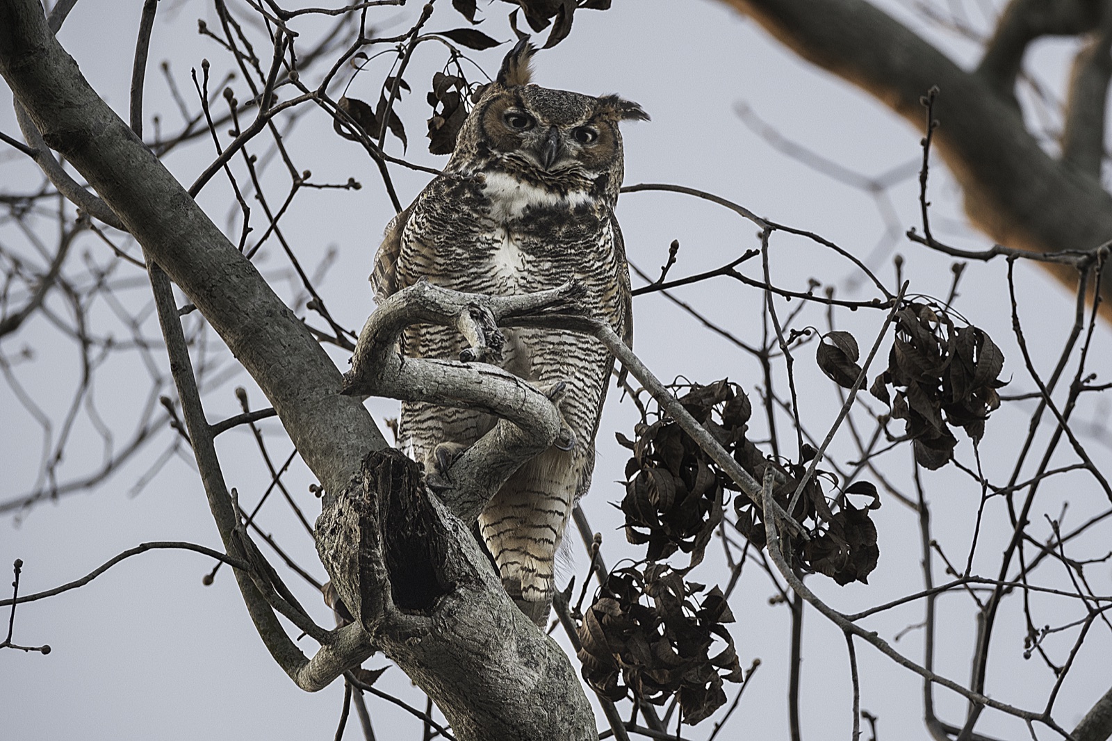 Great Horned Owl on a Crooked Limb, Florida — fine art print