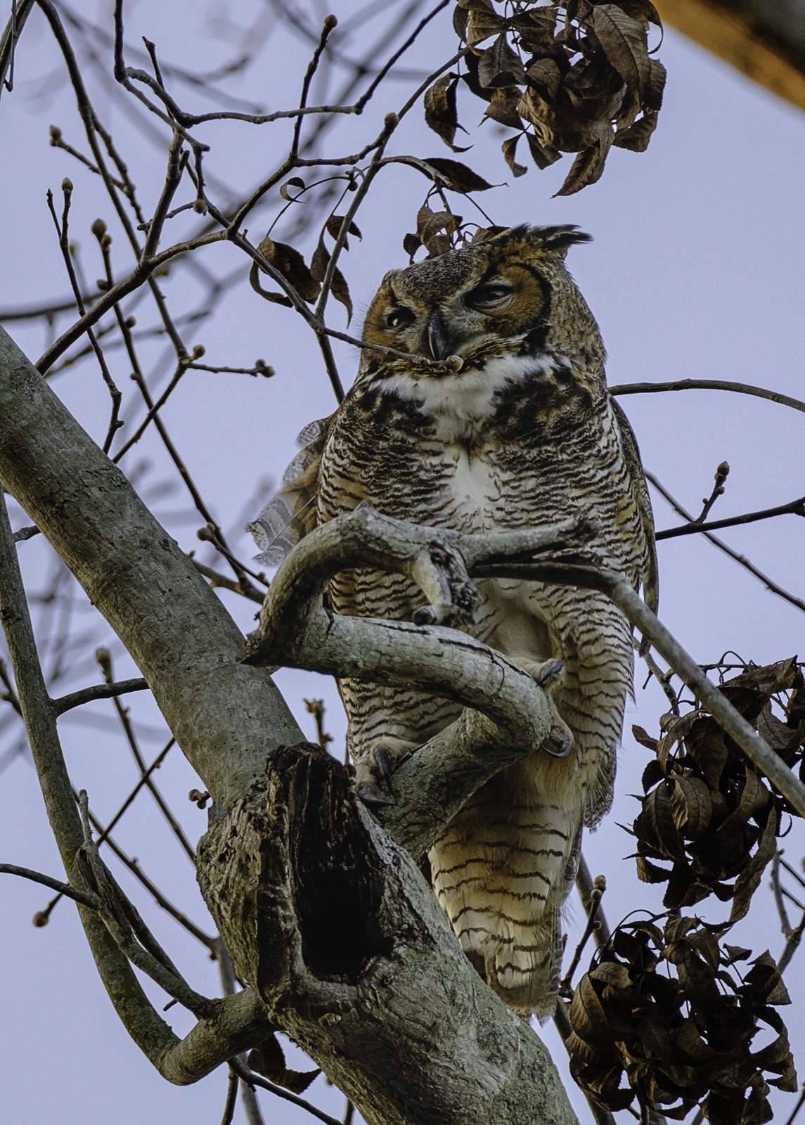 Great Horned Owl among Dried Leaves, Florida — fine art print